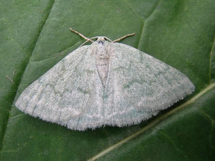 Pseuprui_15421_.jpg