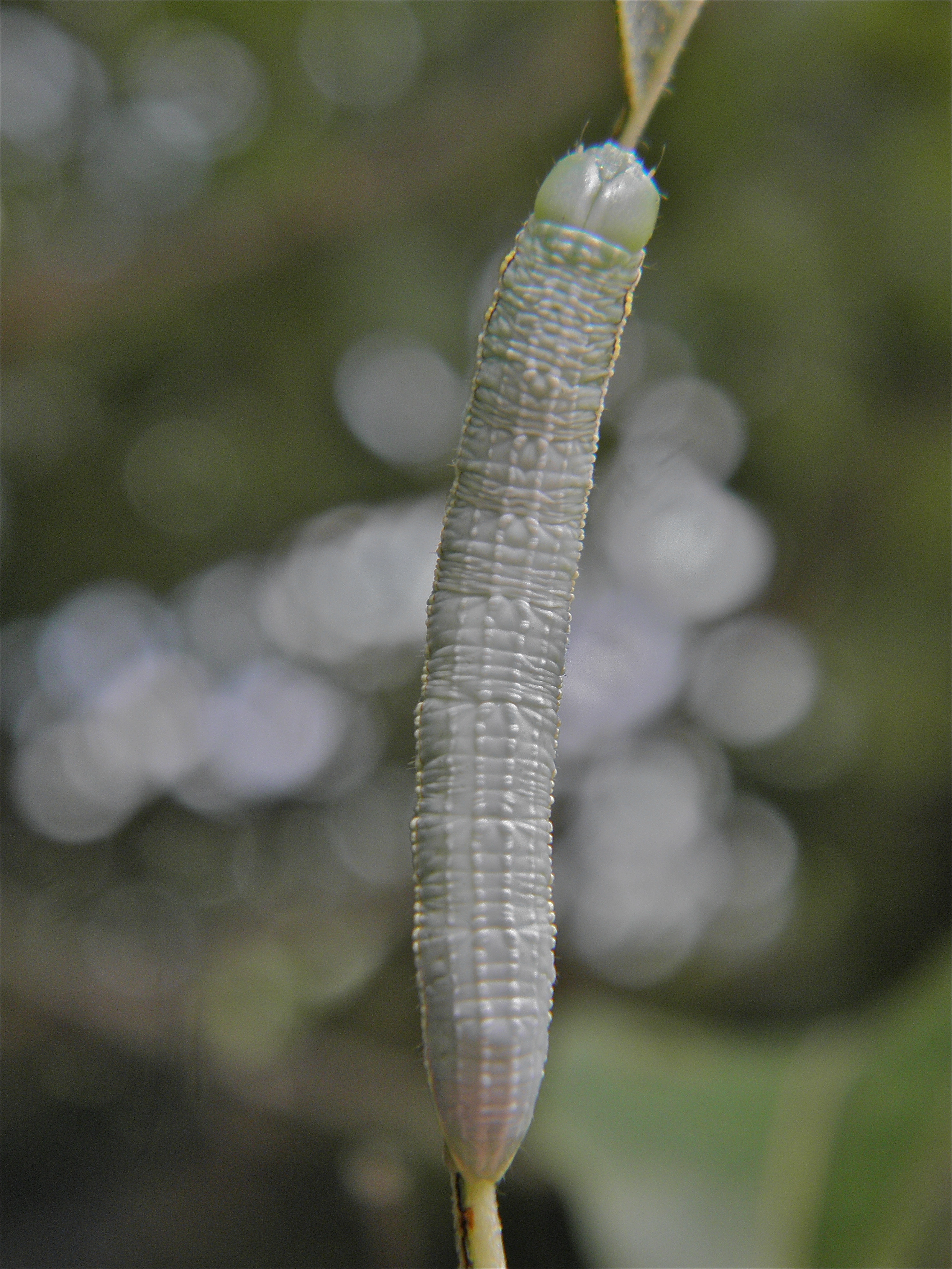 Pterpalp_49528_.jpg