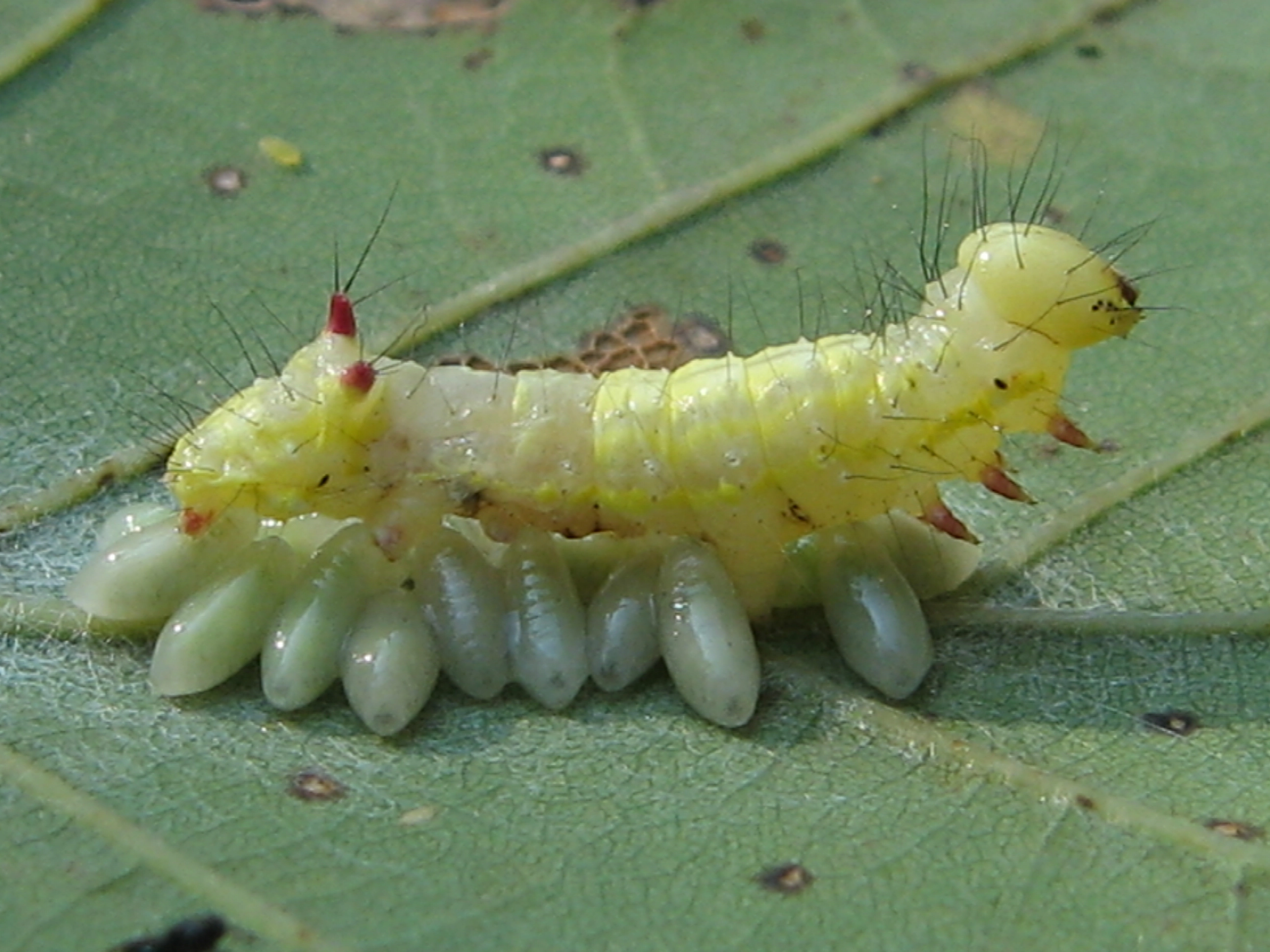 Ptilcapu_23405_.jpg