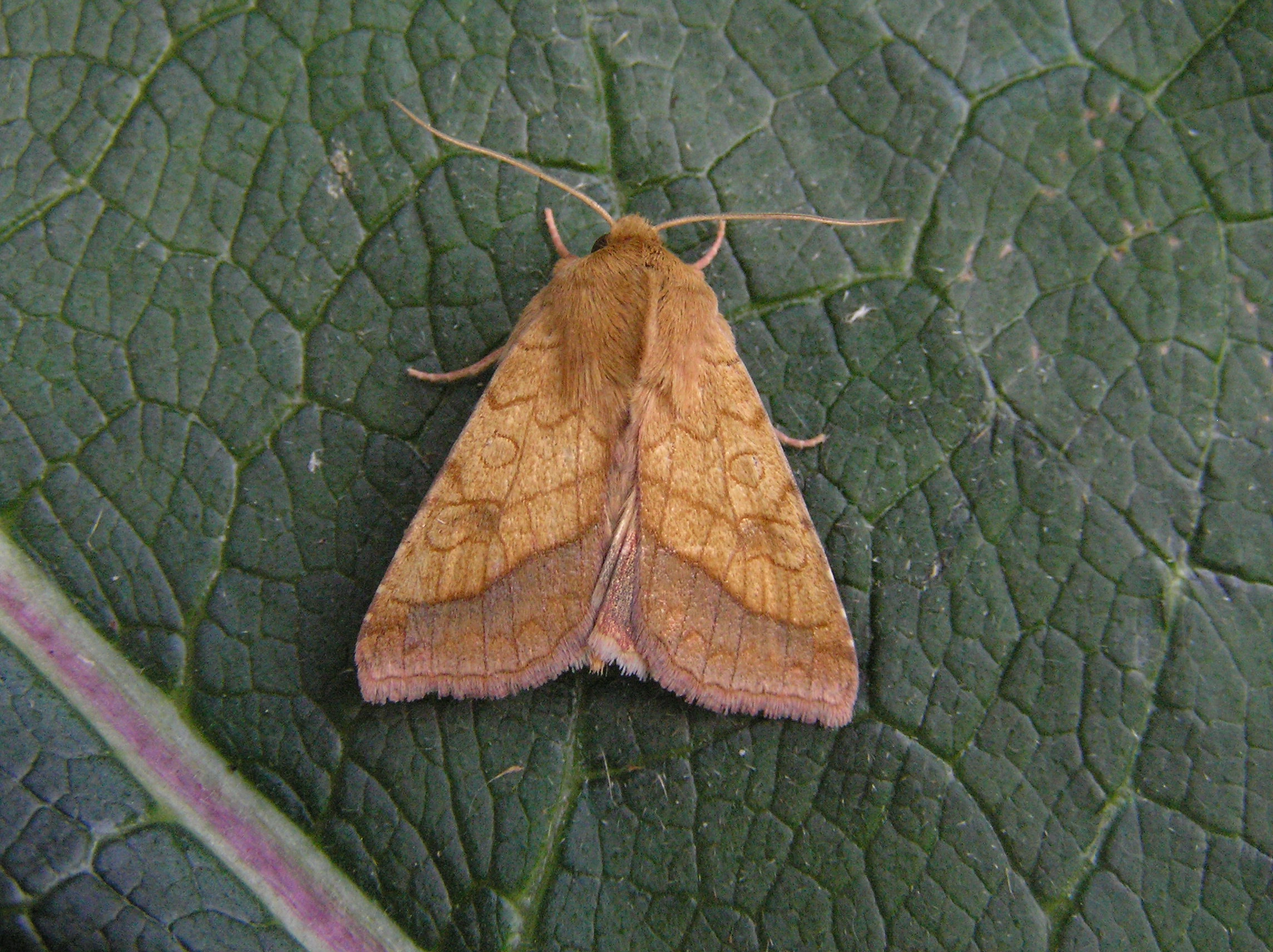 Pyrrumbr_45894_.jpg