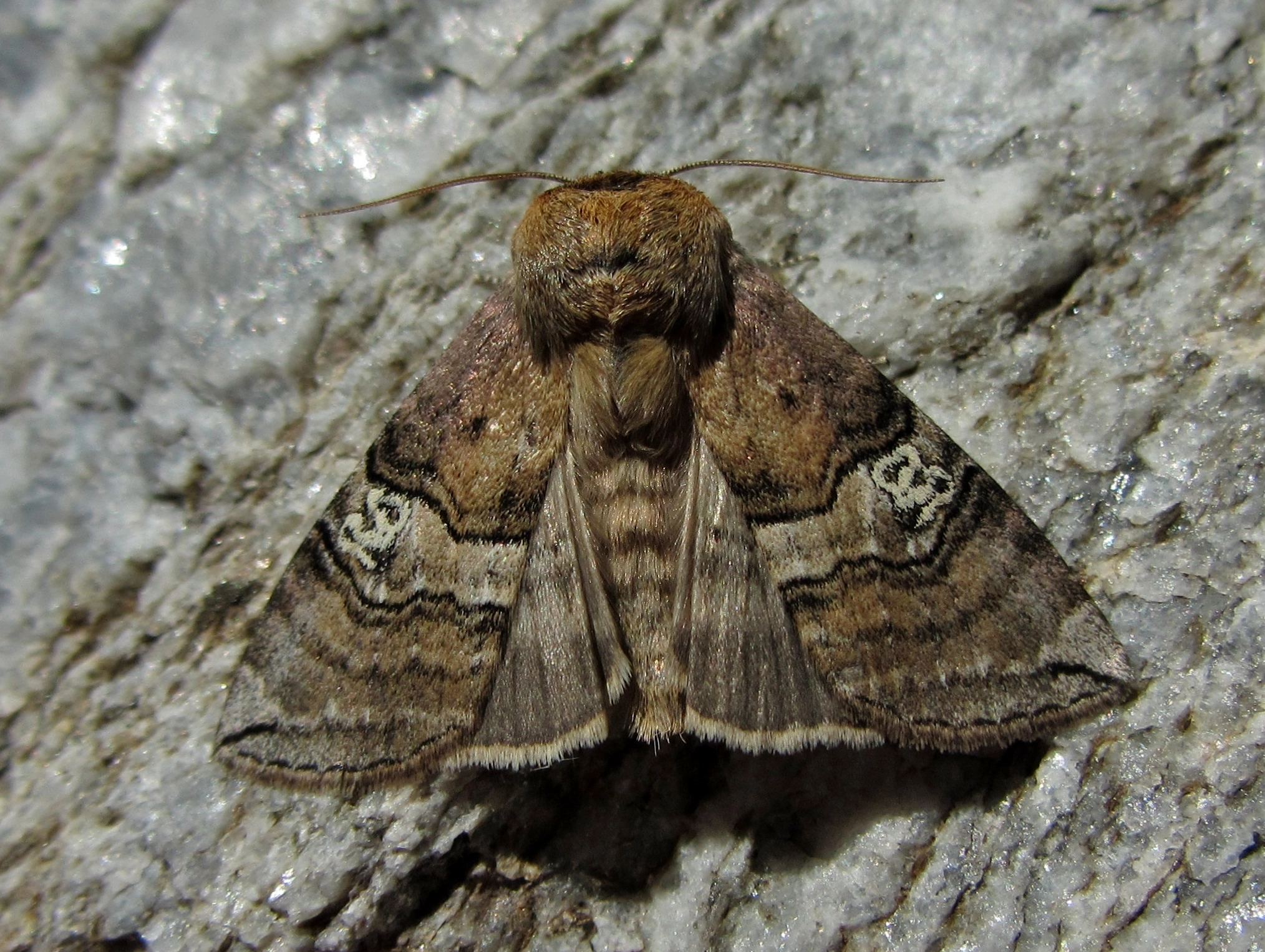 Tethocul_54037_.jpg