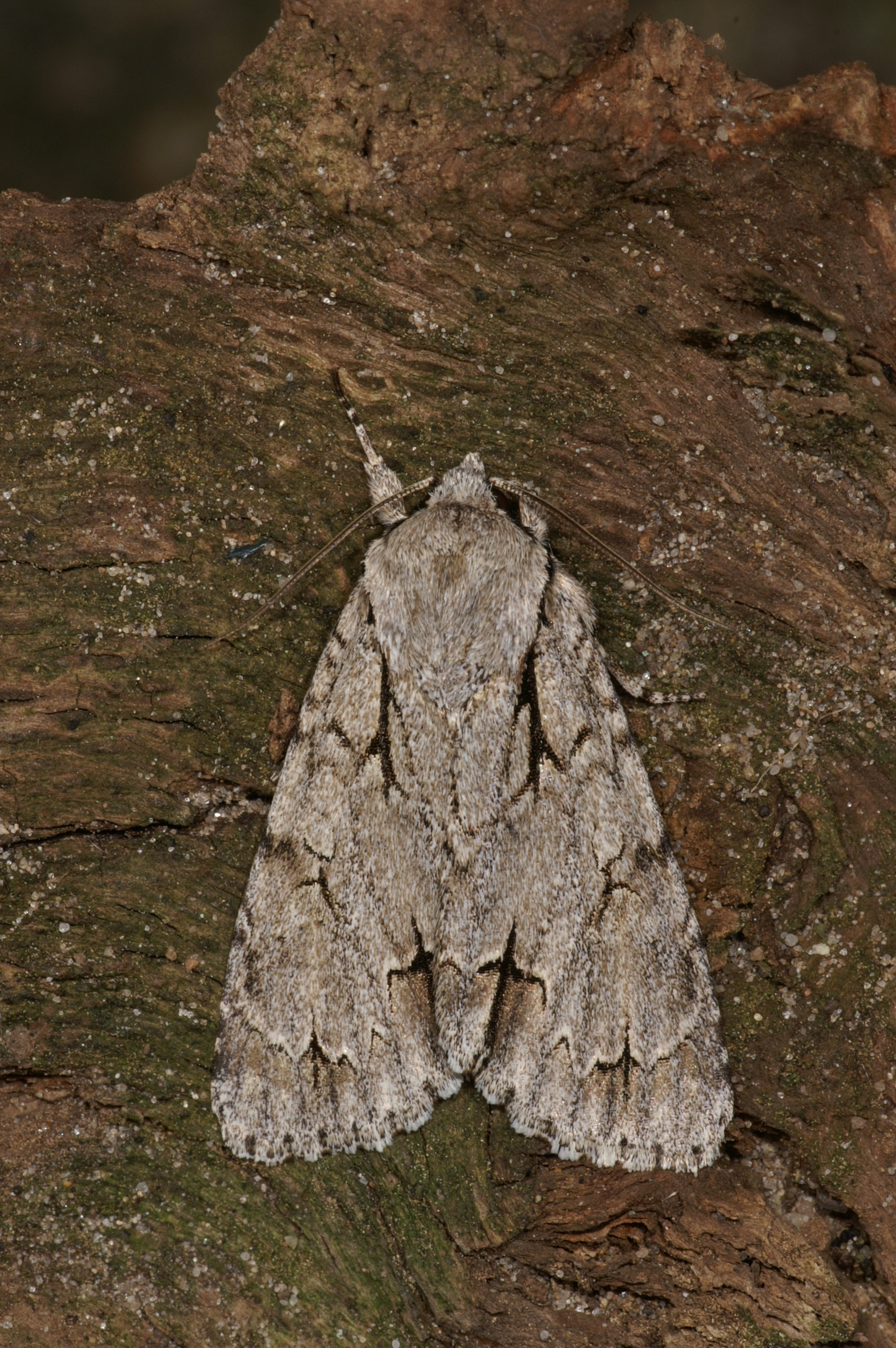 JV_10150820_Acronicta_psi.jpg