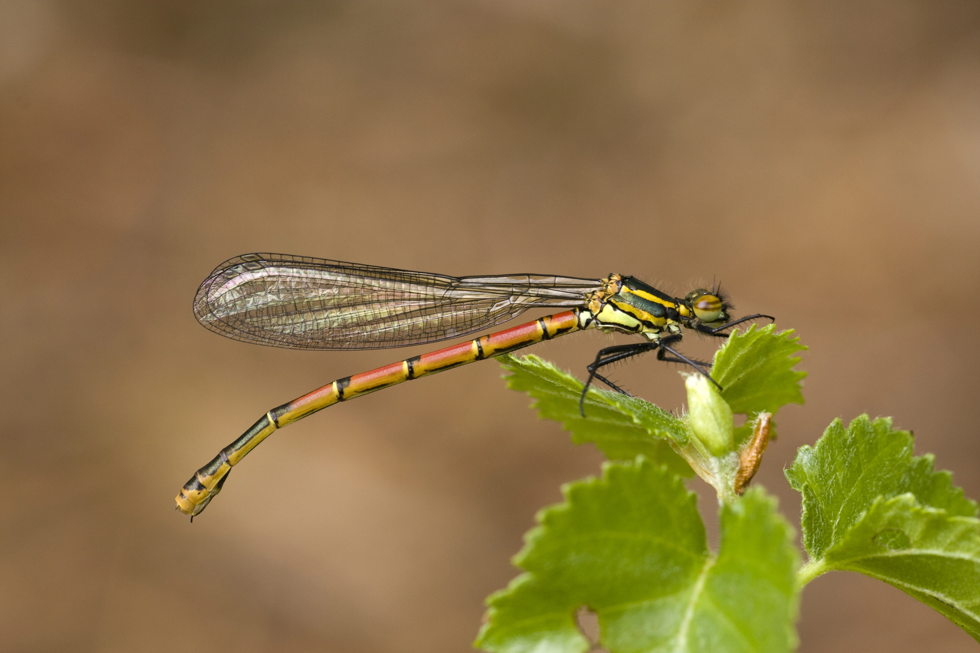 vuurjuffer02 05 10f.jpg