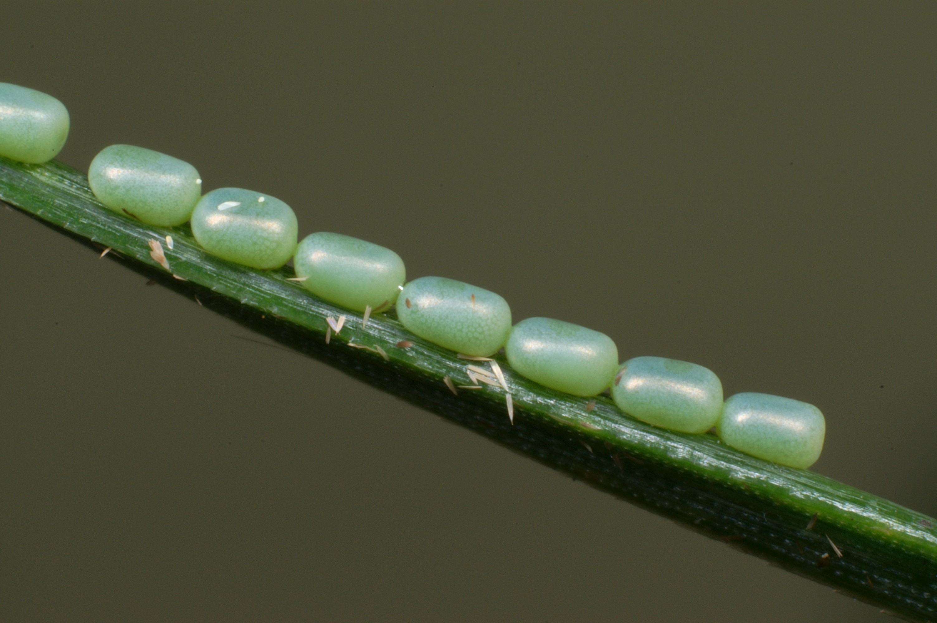 JV_10150528_Bupalus_piniaria.jpg