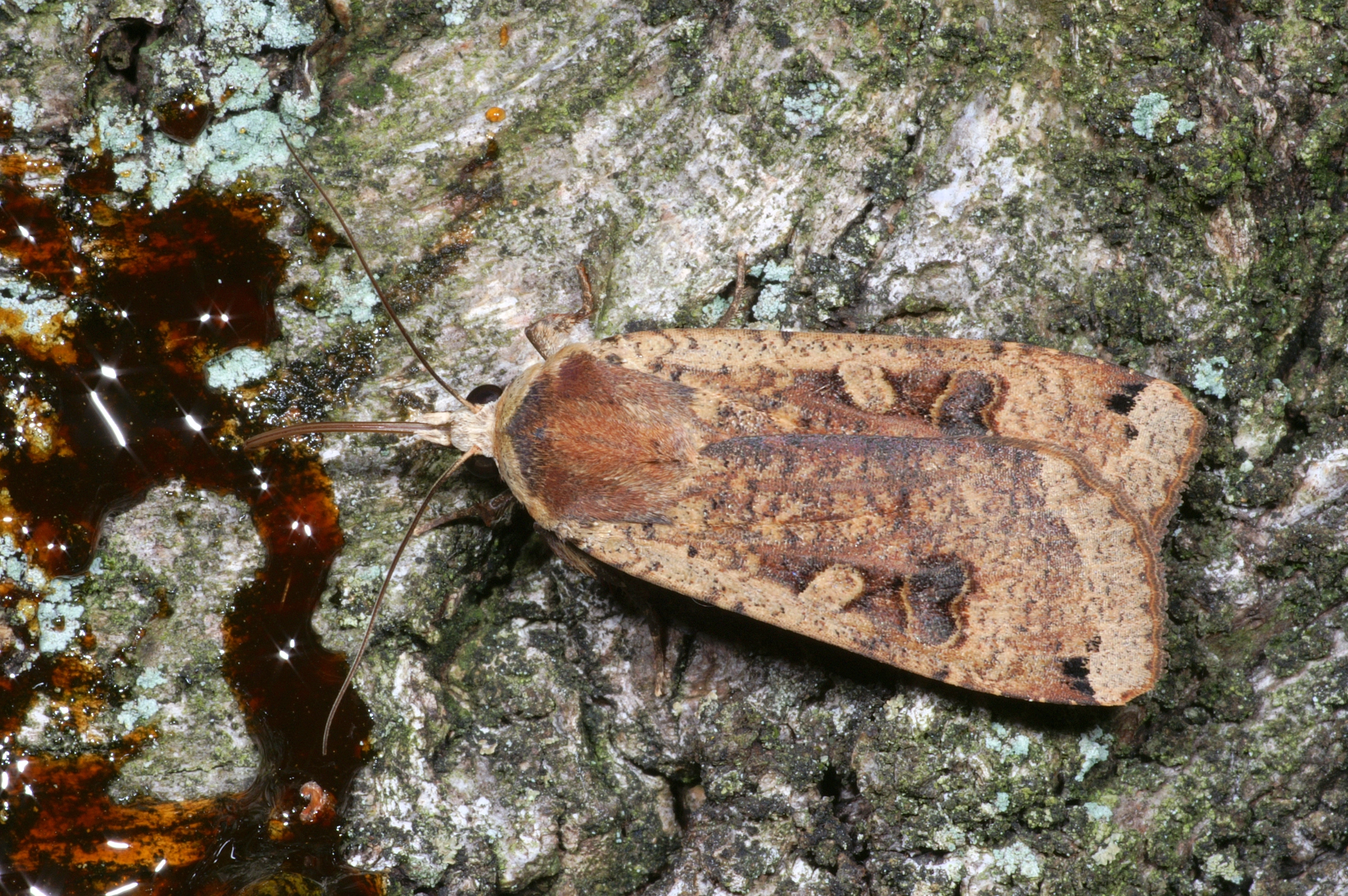 JV_10150811_Noctua_pronuba1.jpg