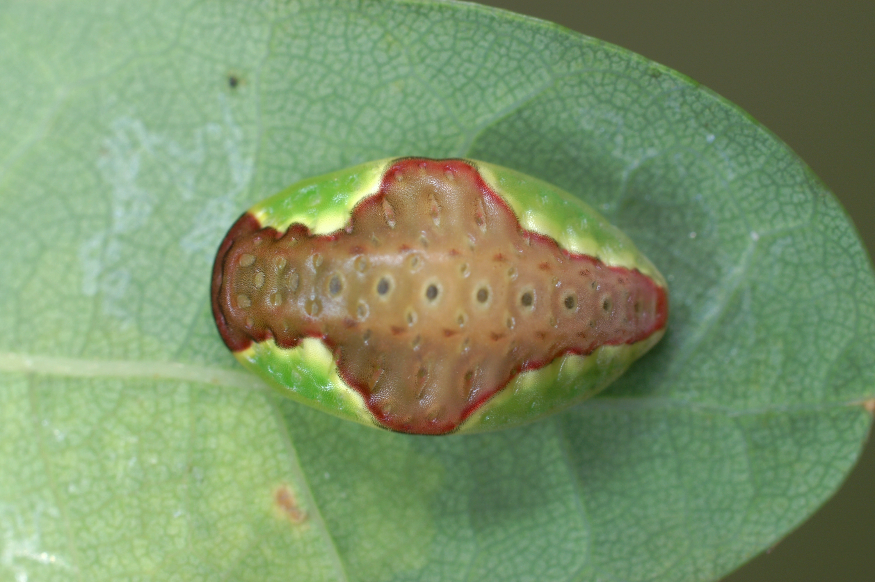 JV_10150925_Heterogenea_asella.jpg