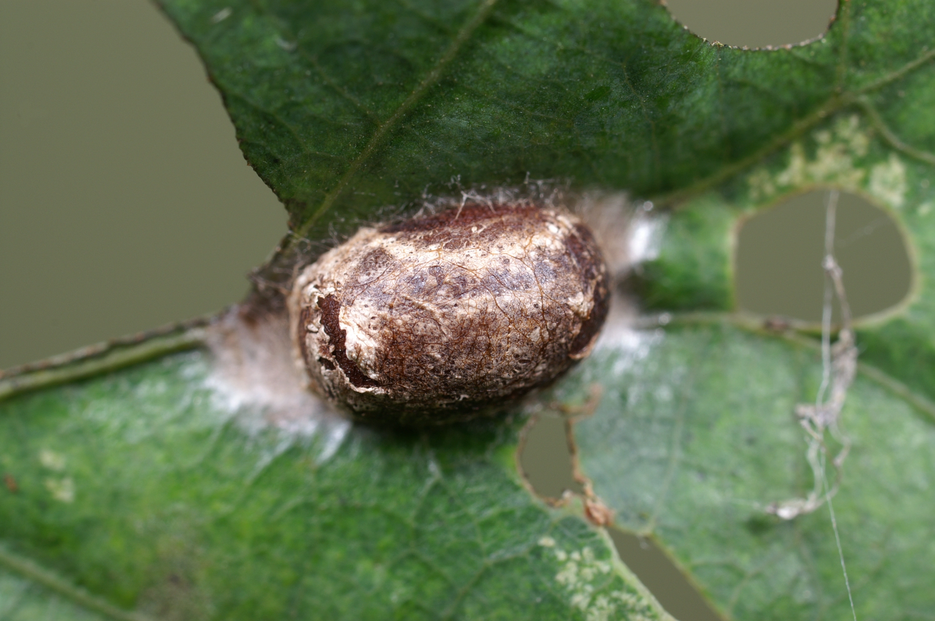 JV_10150927_Heterogenea_asella3.jpg