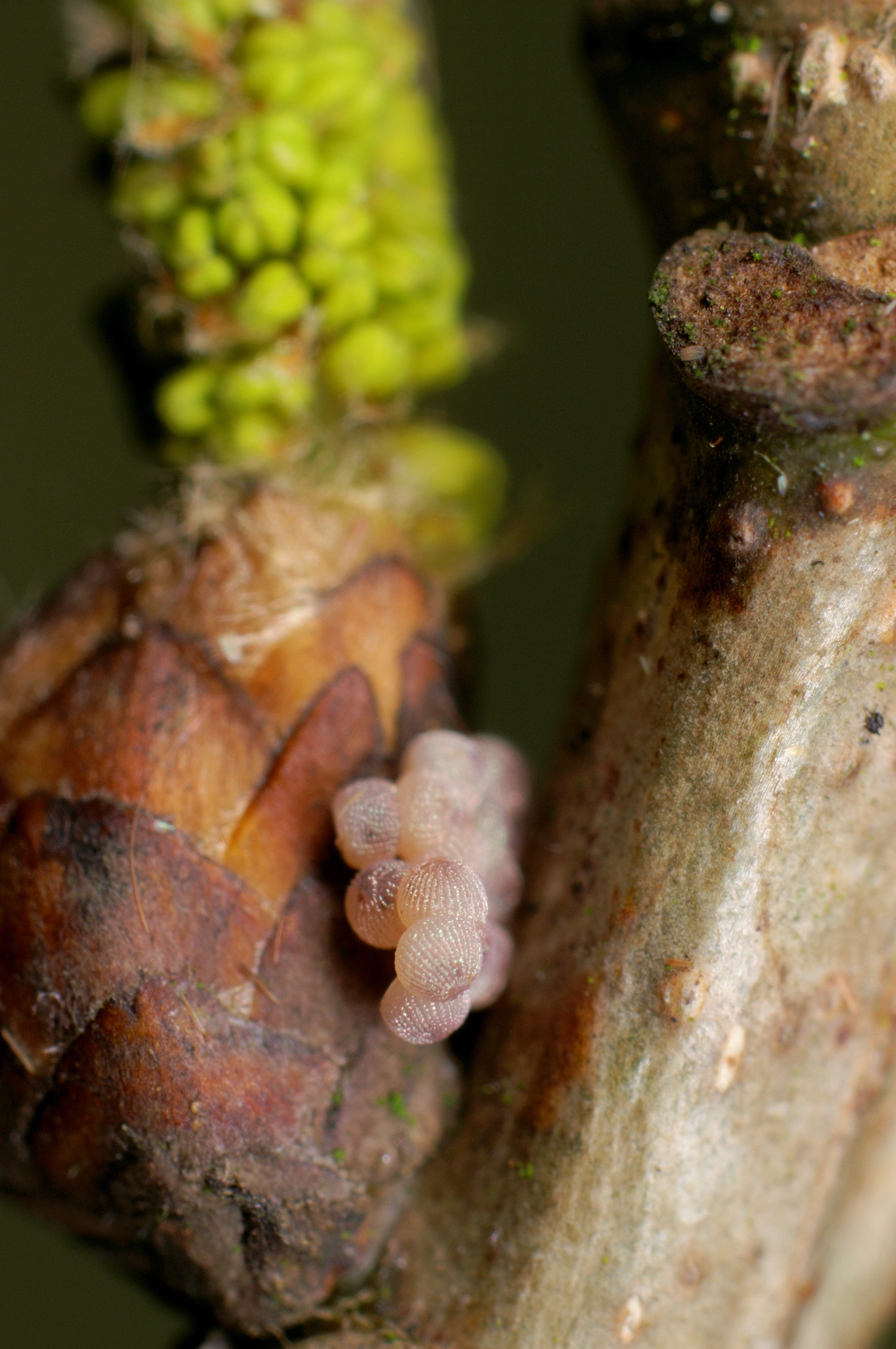 JV_10160507_Conistra_erythrocephala.jpg