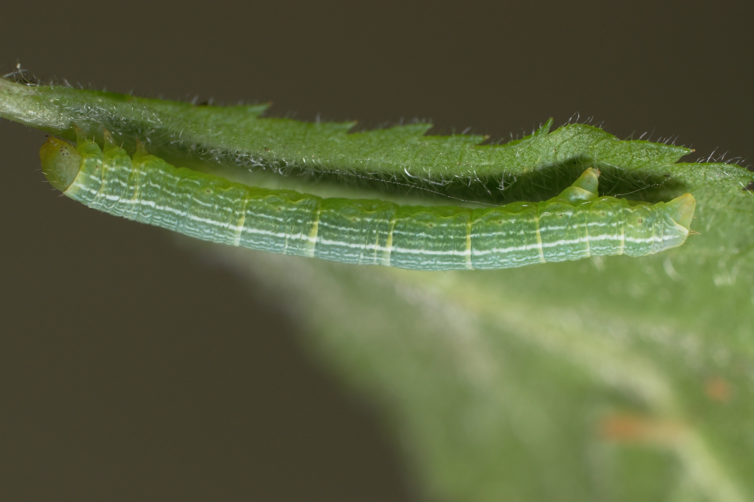 JV_10160507_Theria_rupicapraria.jpg