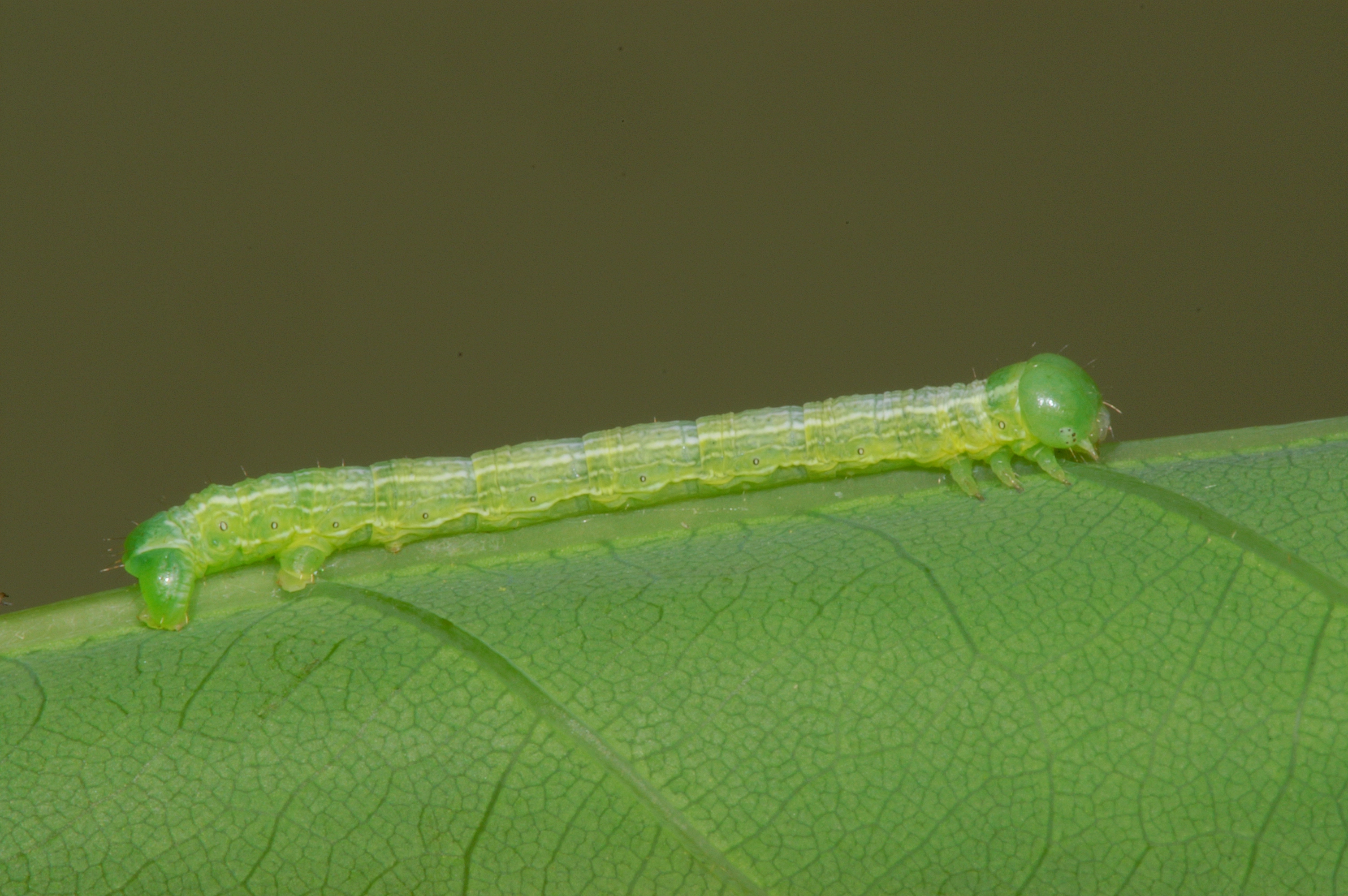 JV_10160513_Alsophila_aescularia1.jpg