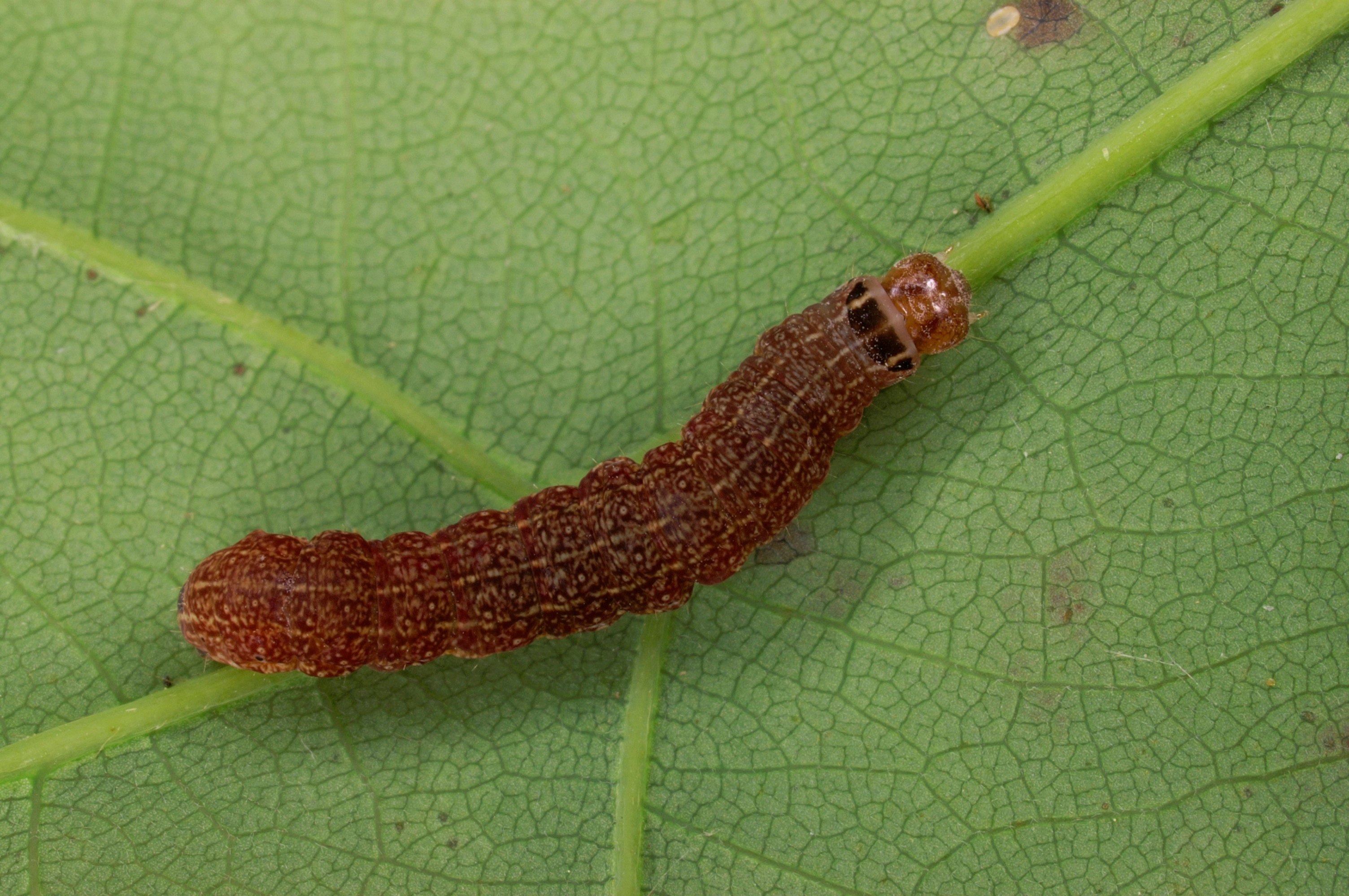 JV_10160612_Conistra_erythrocephala.jpg
