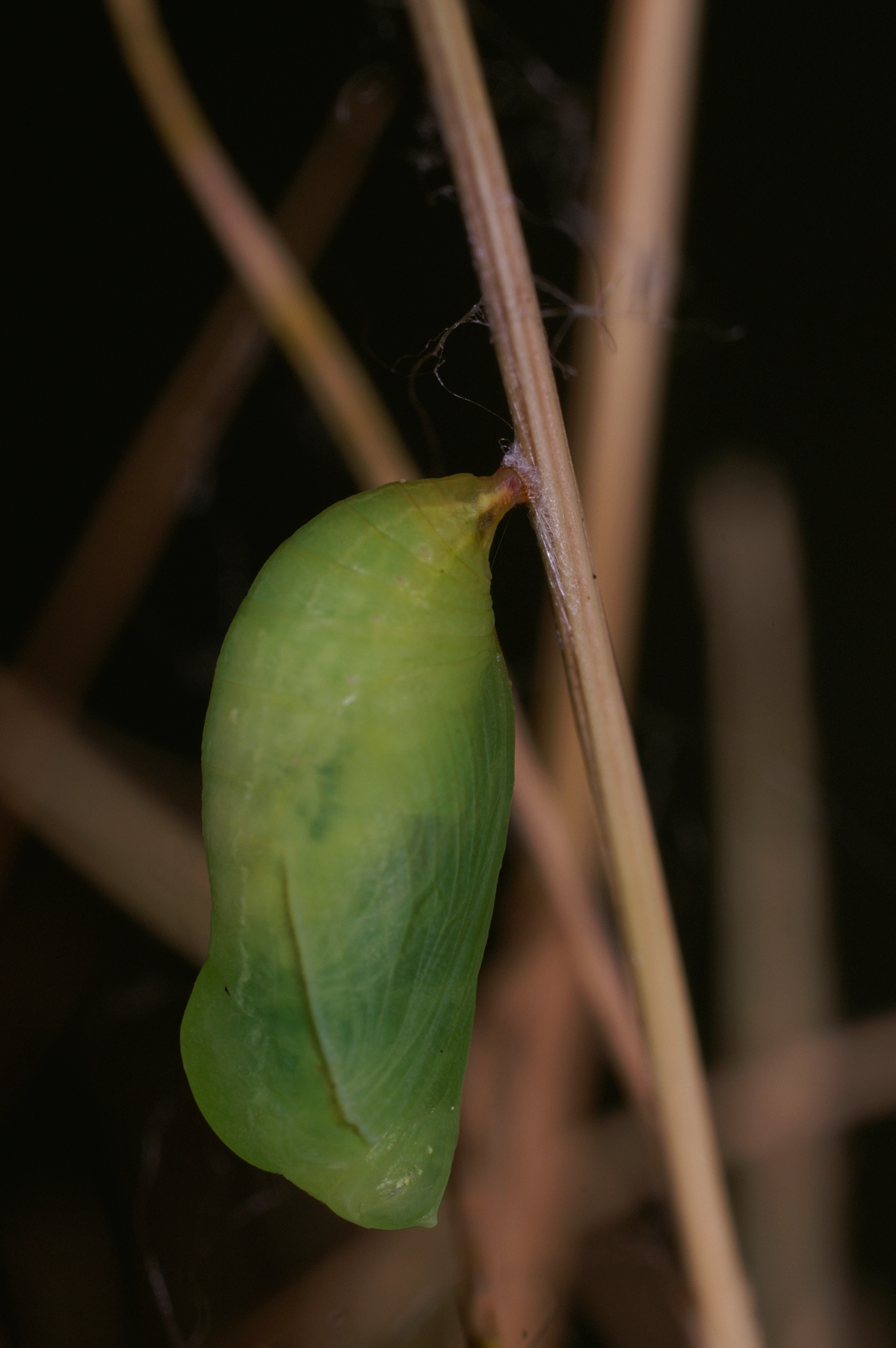 JV_10160614_Coenonympha_pamphilus.jpg