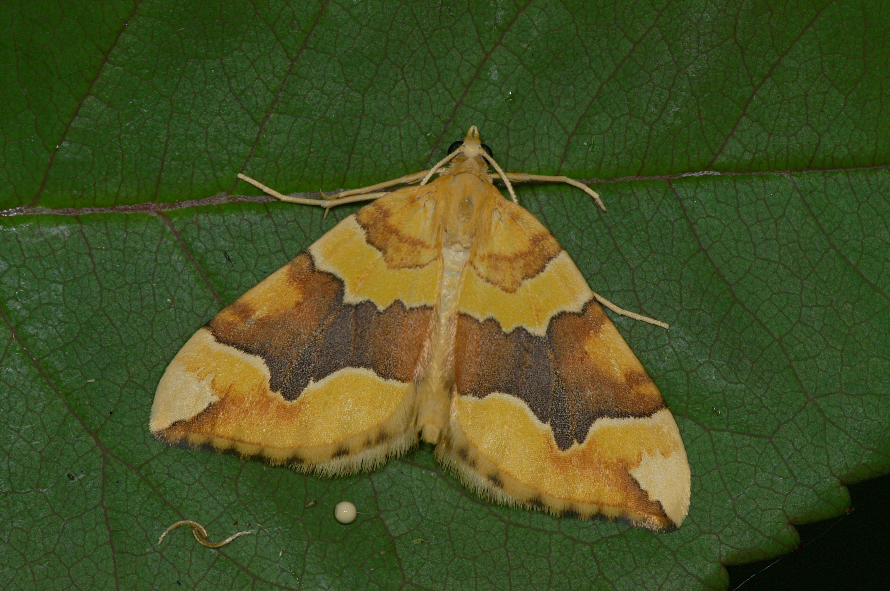 JV_10160627_Cidaria_fulvata.jpg