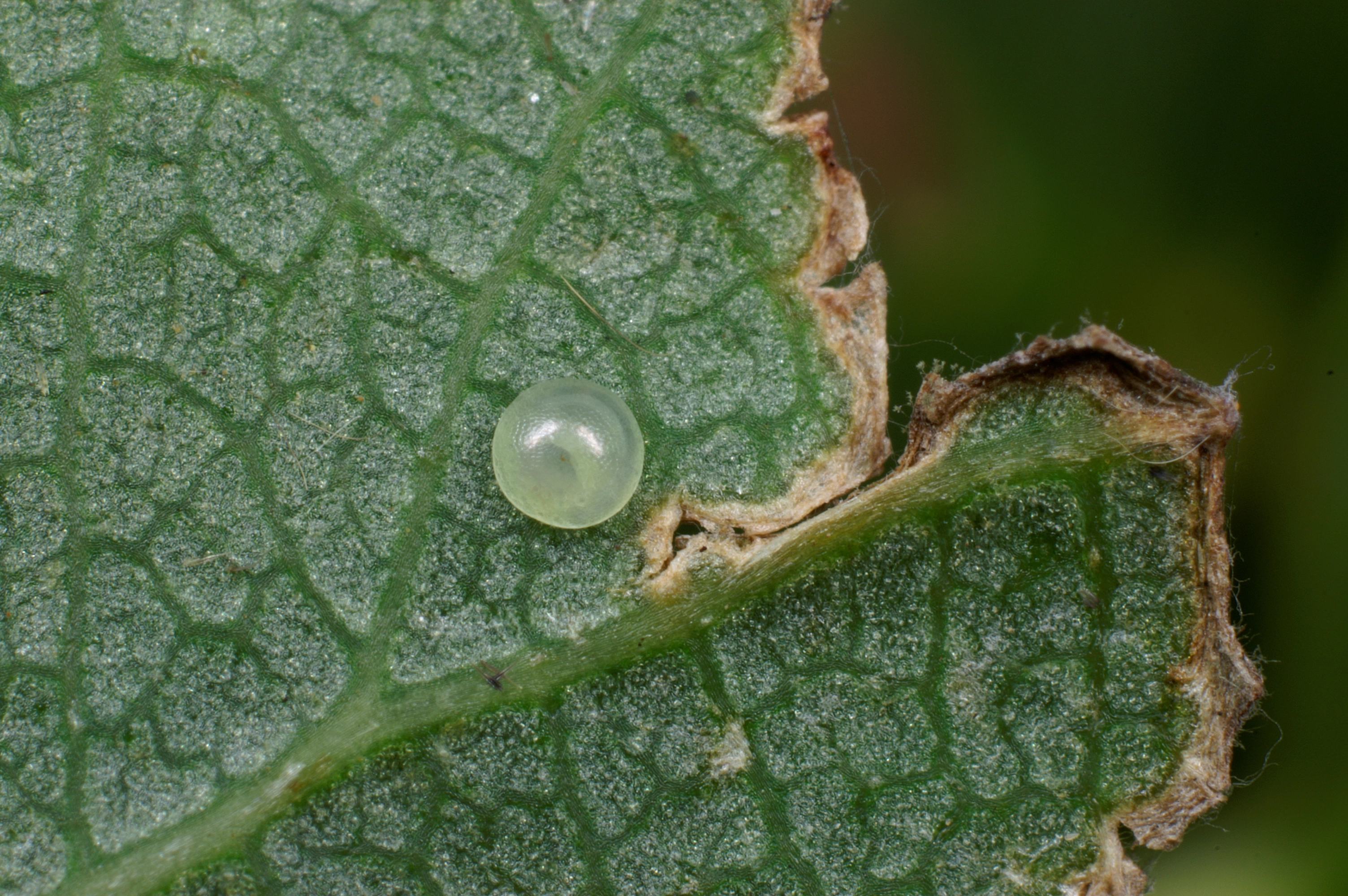 JV_10160708_Gluphisia_crenata.jpg