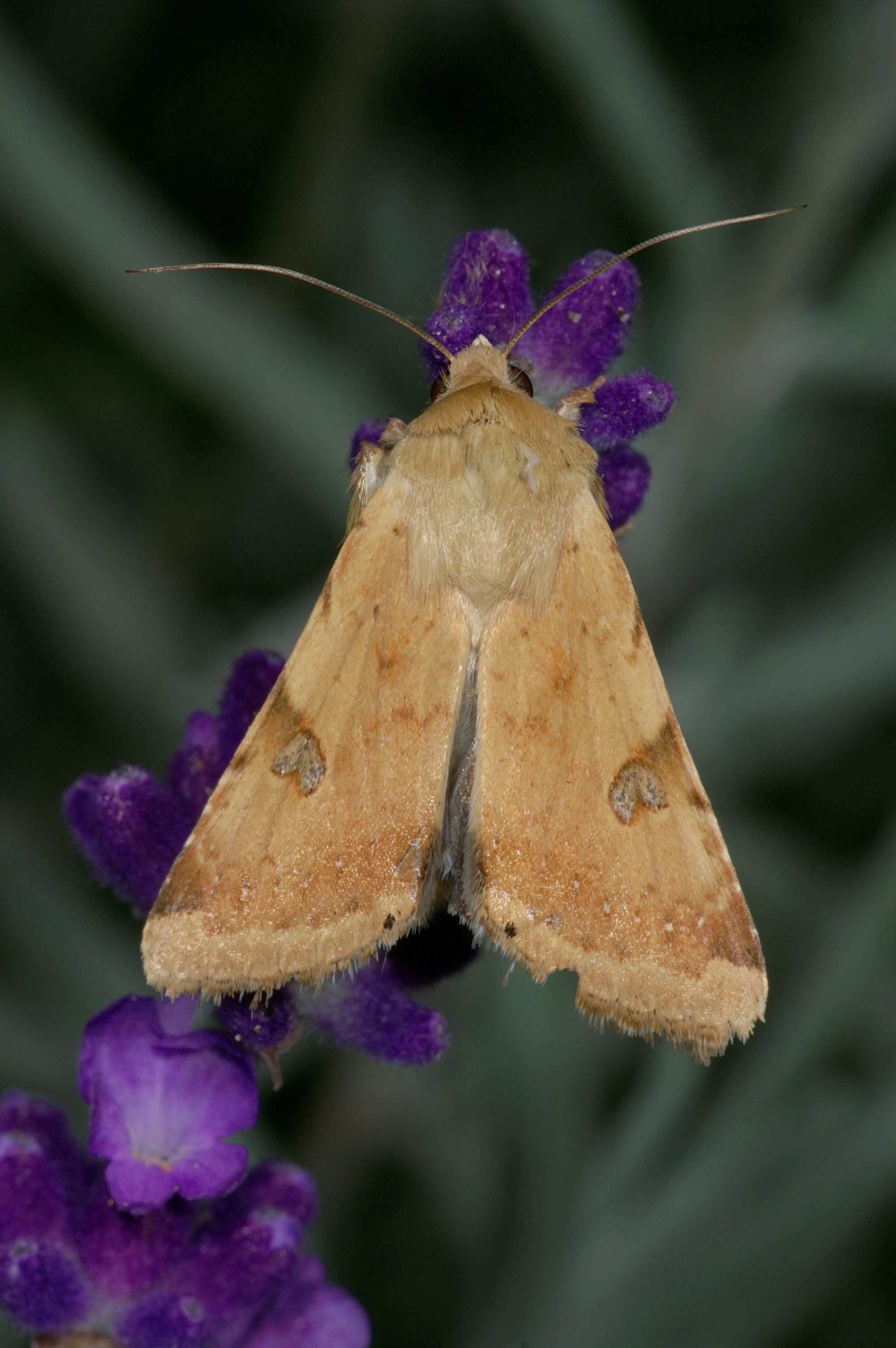 JV_10160827_Heliothis_peltigera.jpg