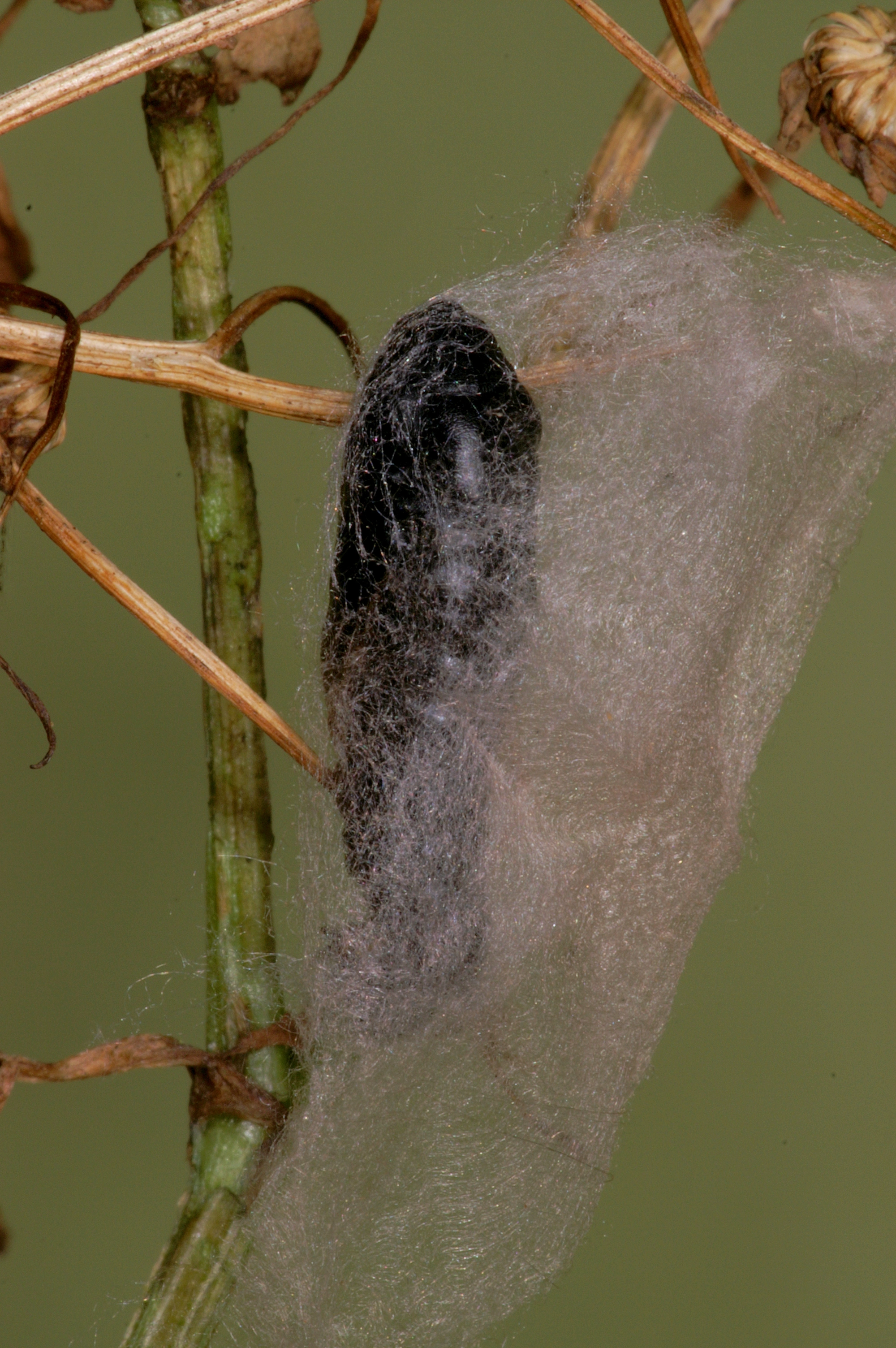 JV_10170411_Macdunnoughia_confusa.jpg