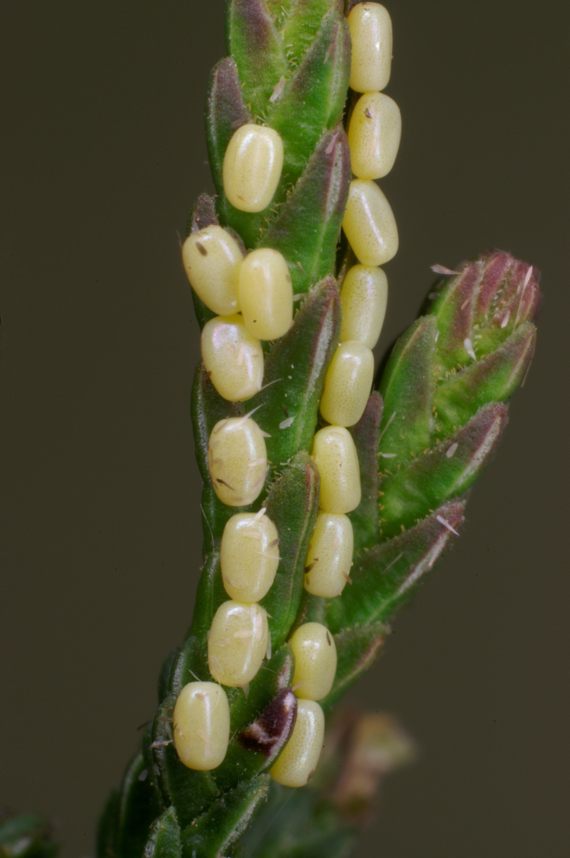 JV_10170429_Dyscia_fagaria.jpg