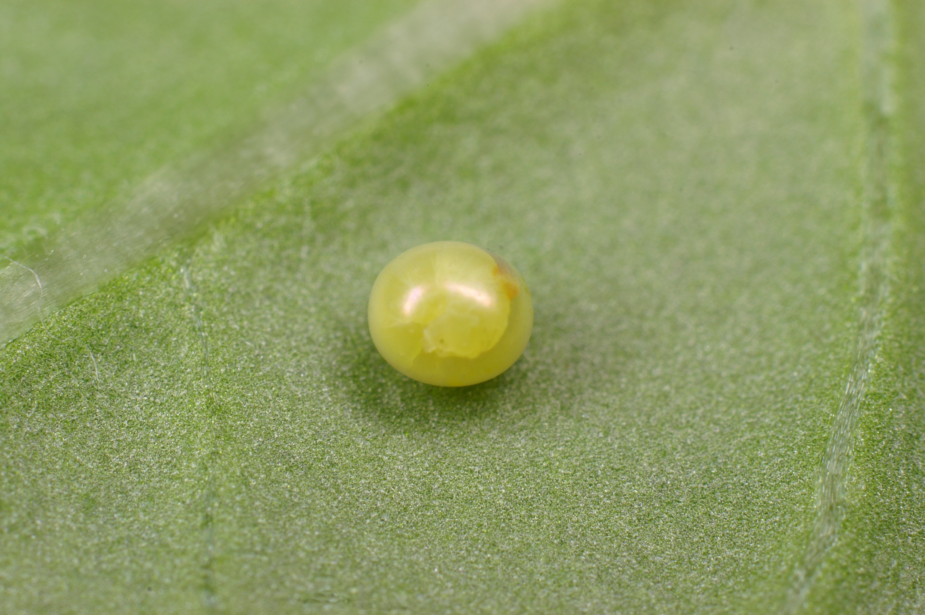 JV_10171007_Hippotion_celerio3.jpg