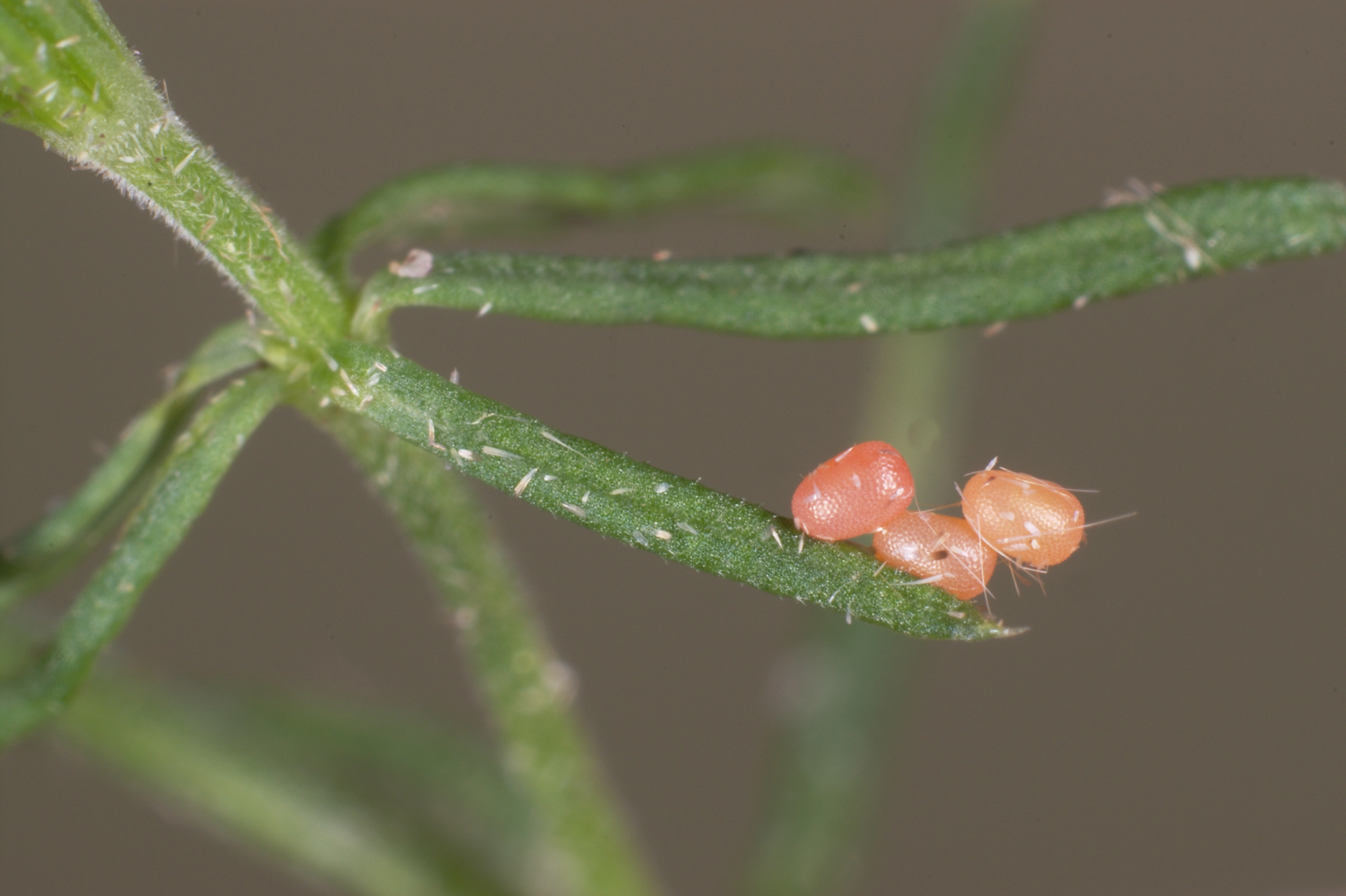 JV_10180604_Colostygia_pectinataria.jpg