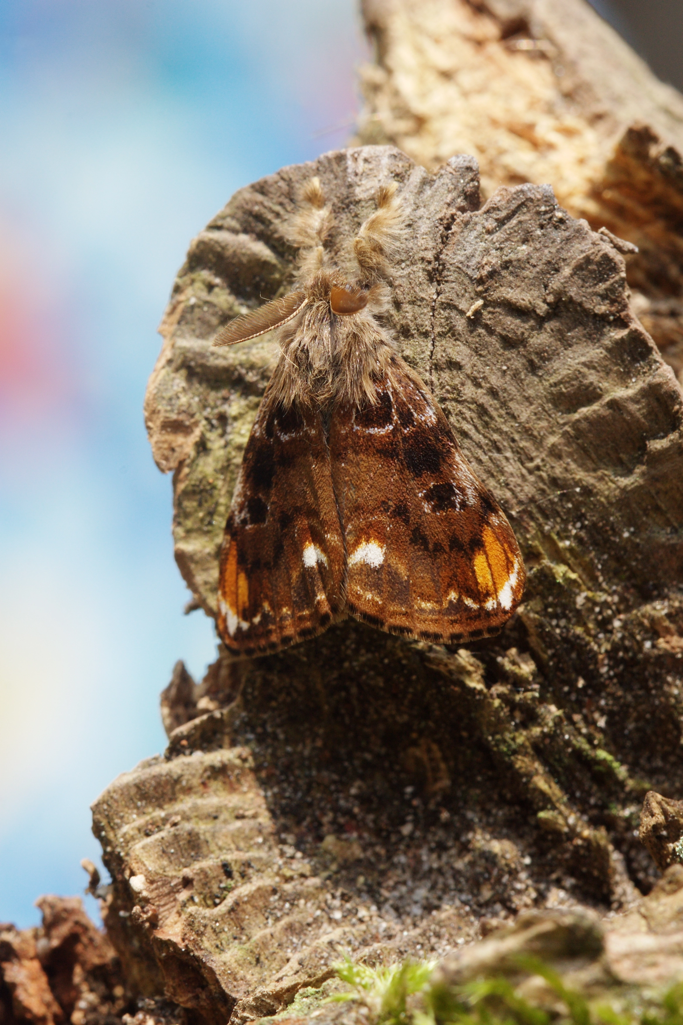 JV_10180608_Orgyia_recens.jpg