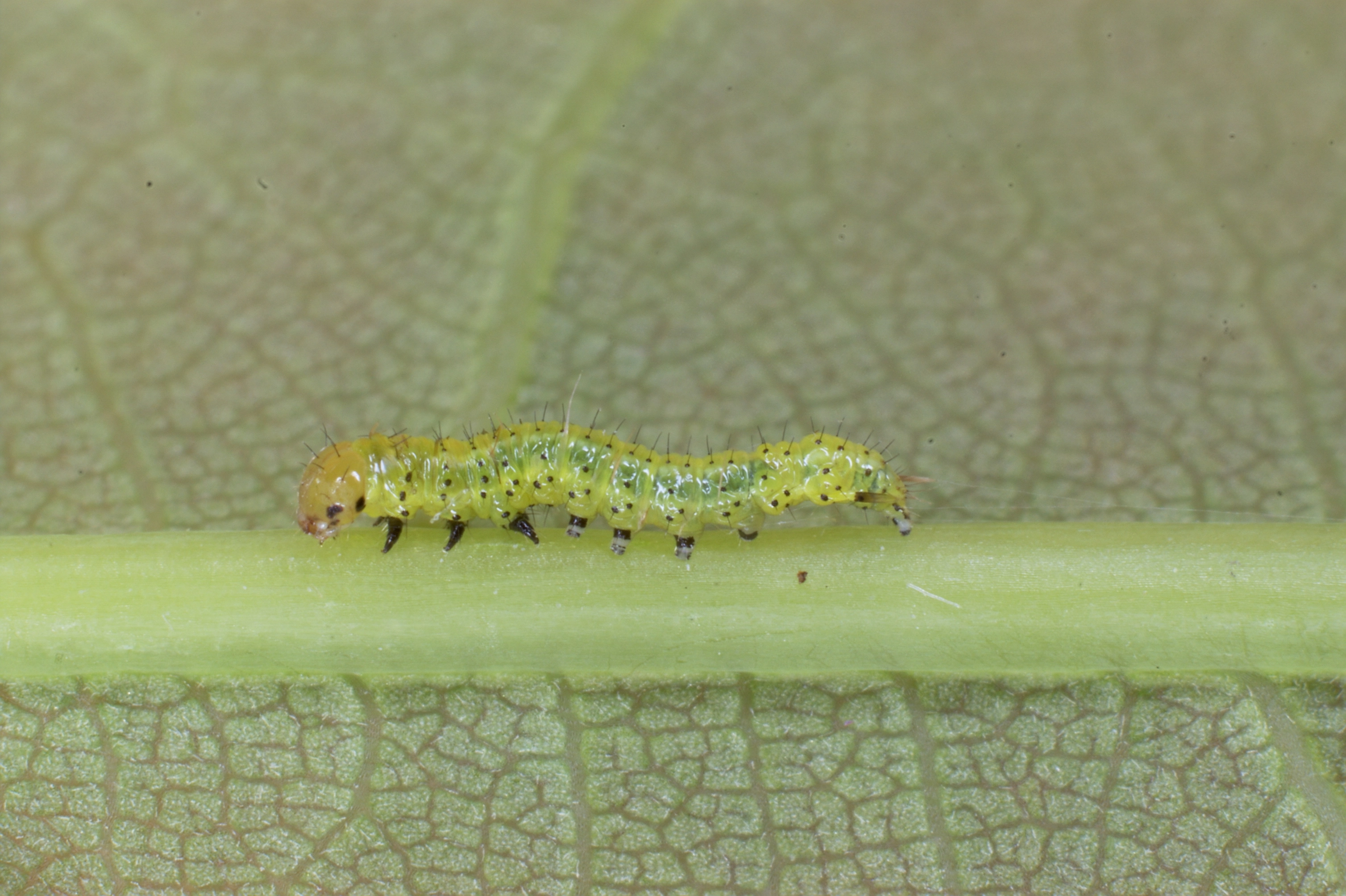 JV_10180625_Drymonia_dodonaea.jpg
