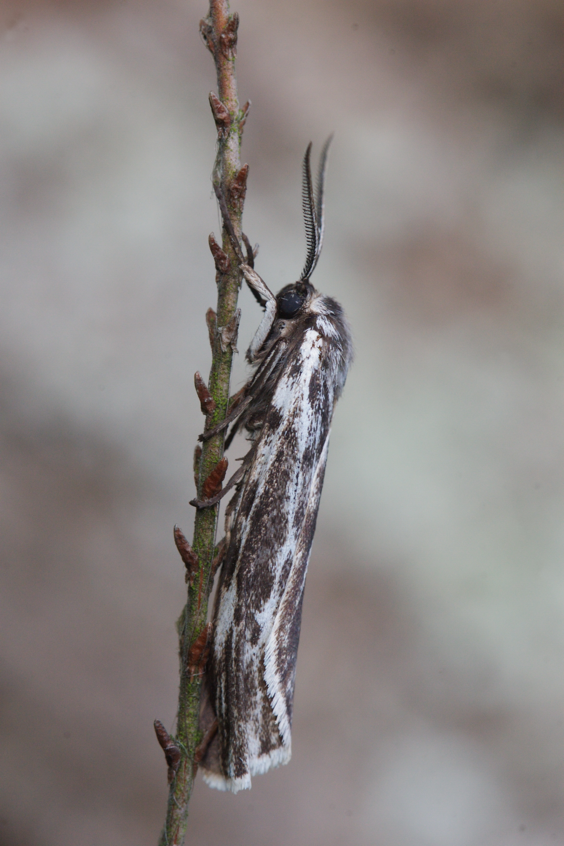 JV_10180720_Coscinia_cribrari.jpg