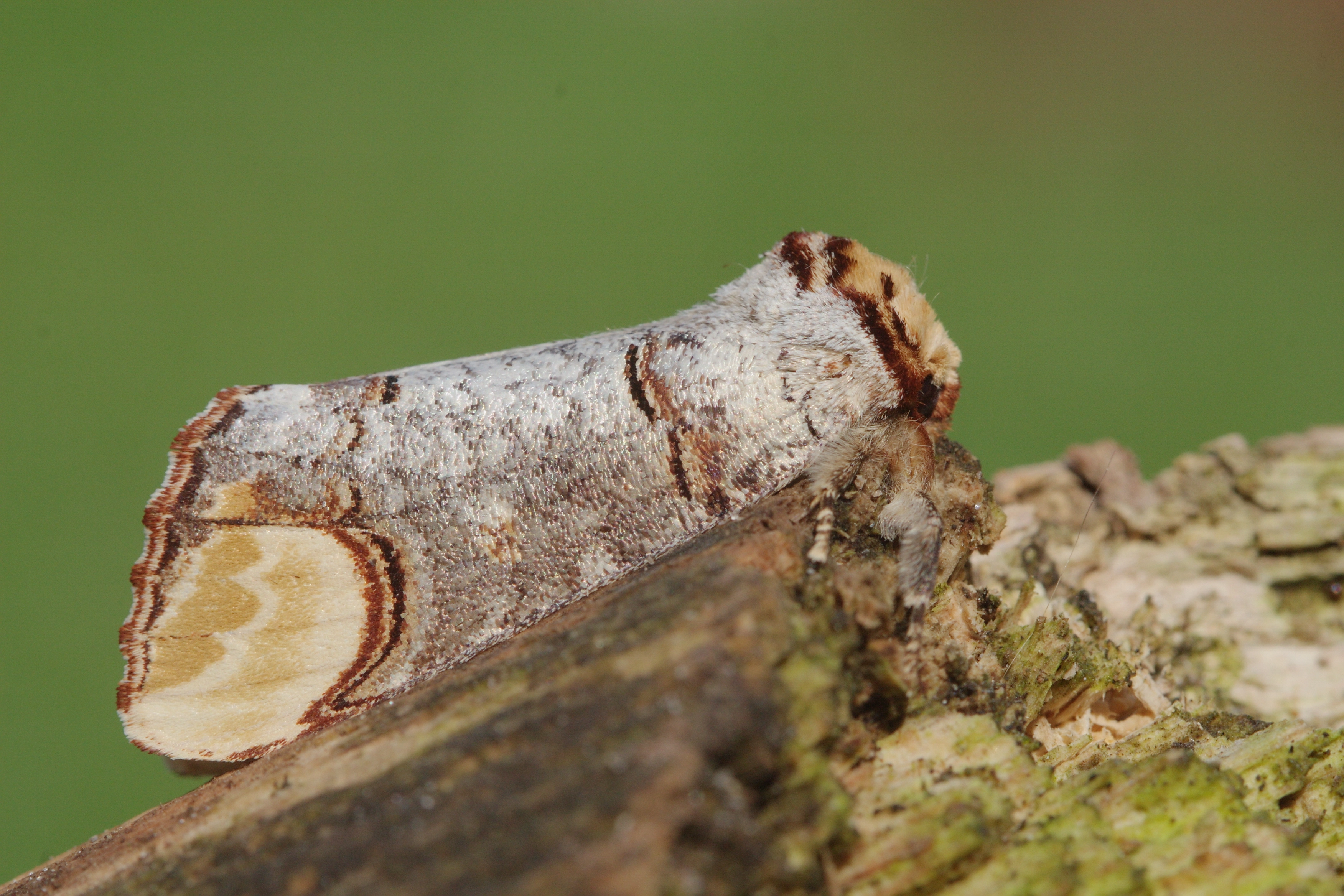 JV_10180726_Phalera_bucephala.jpg