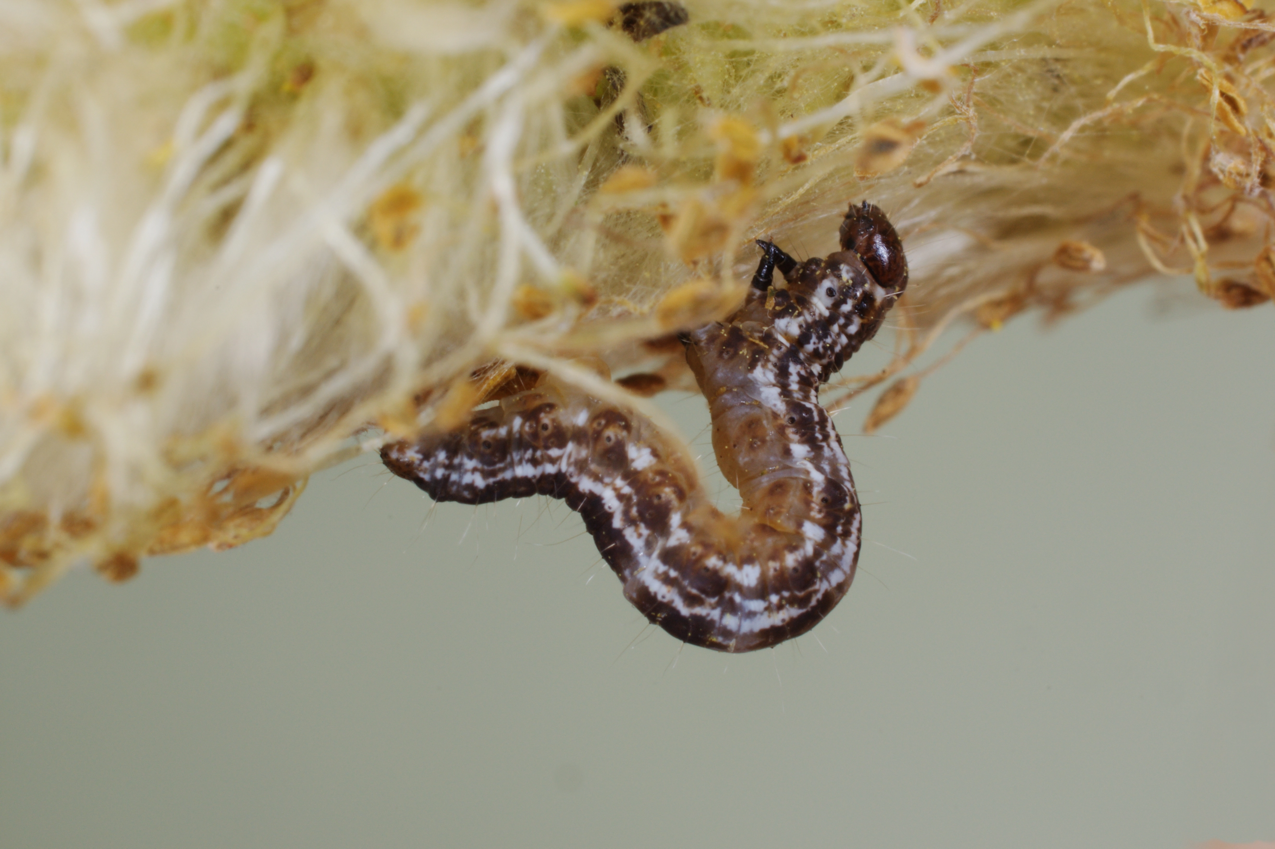 JV_10190415_Eupithecia_tenuiata.jpg