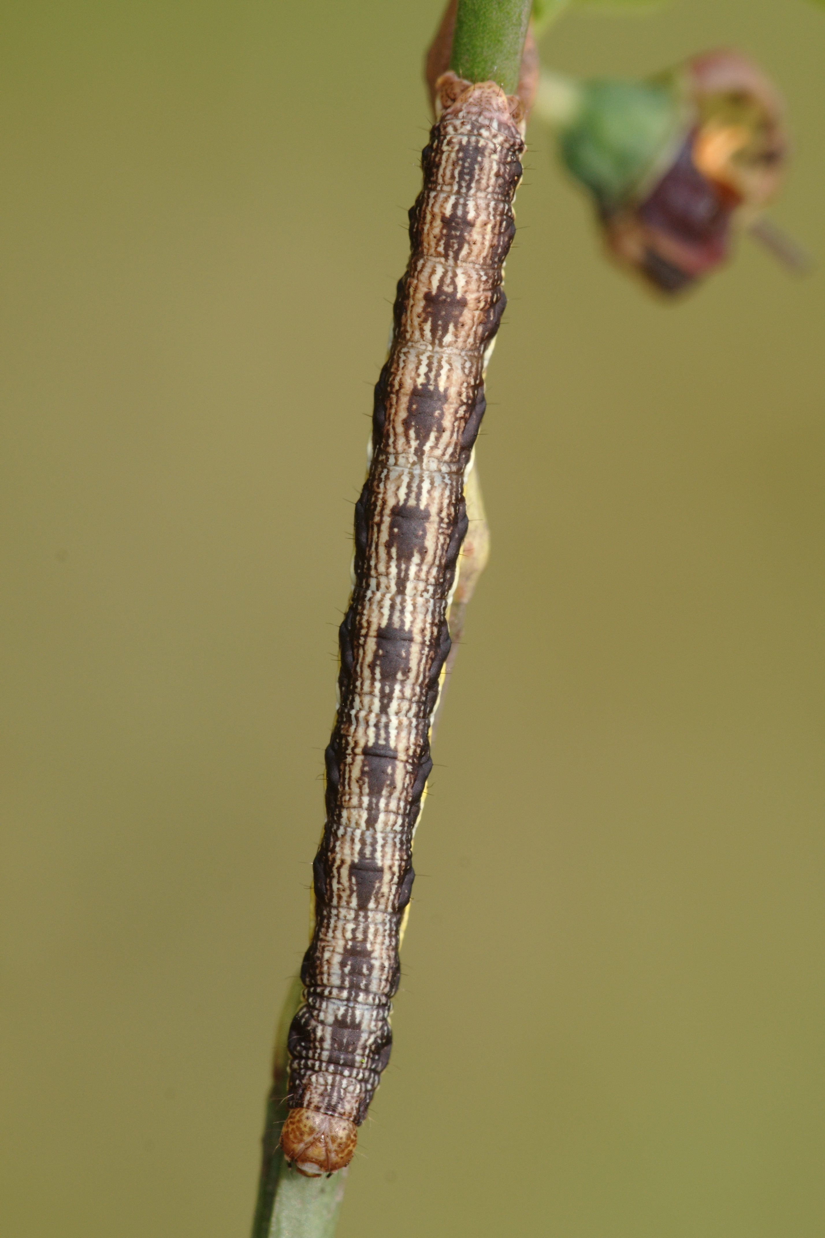 JV_10190428_Macaria_brunneata1.jpg
