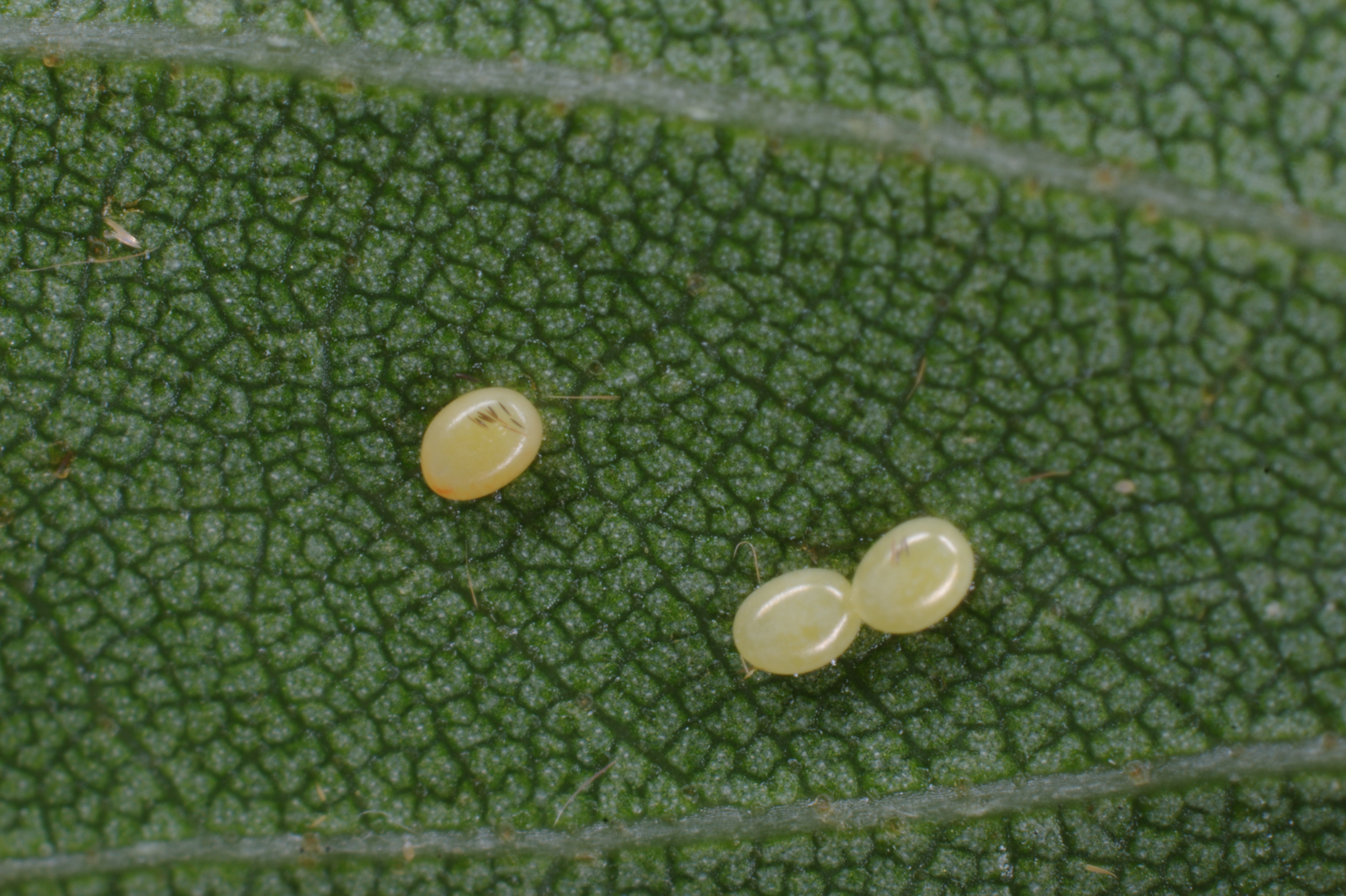 JV_10190527_Drepana_curvatula.jpg