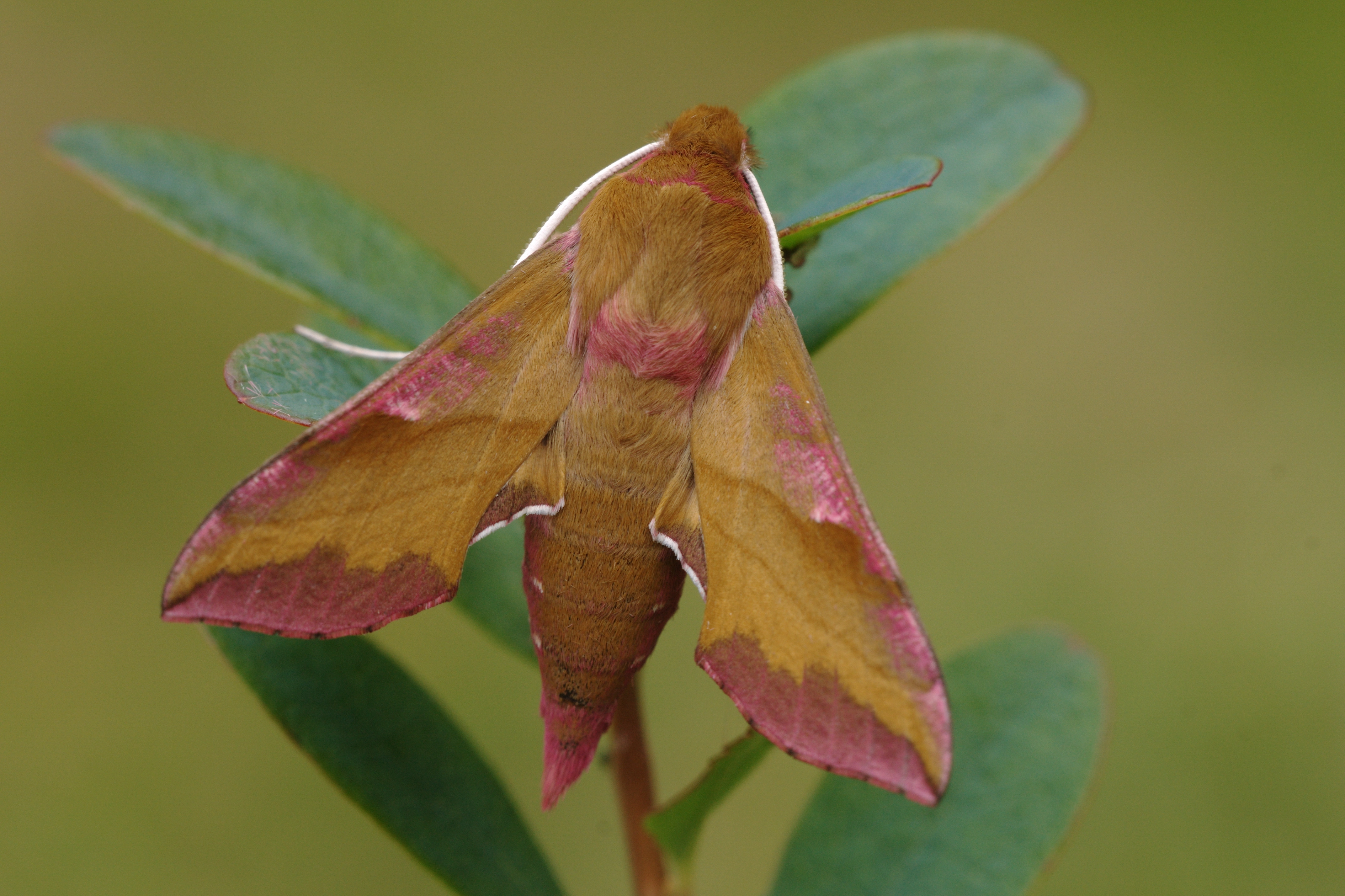 JV_10190624_Deilephila_porcellus2.jpg