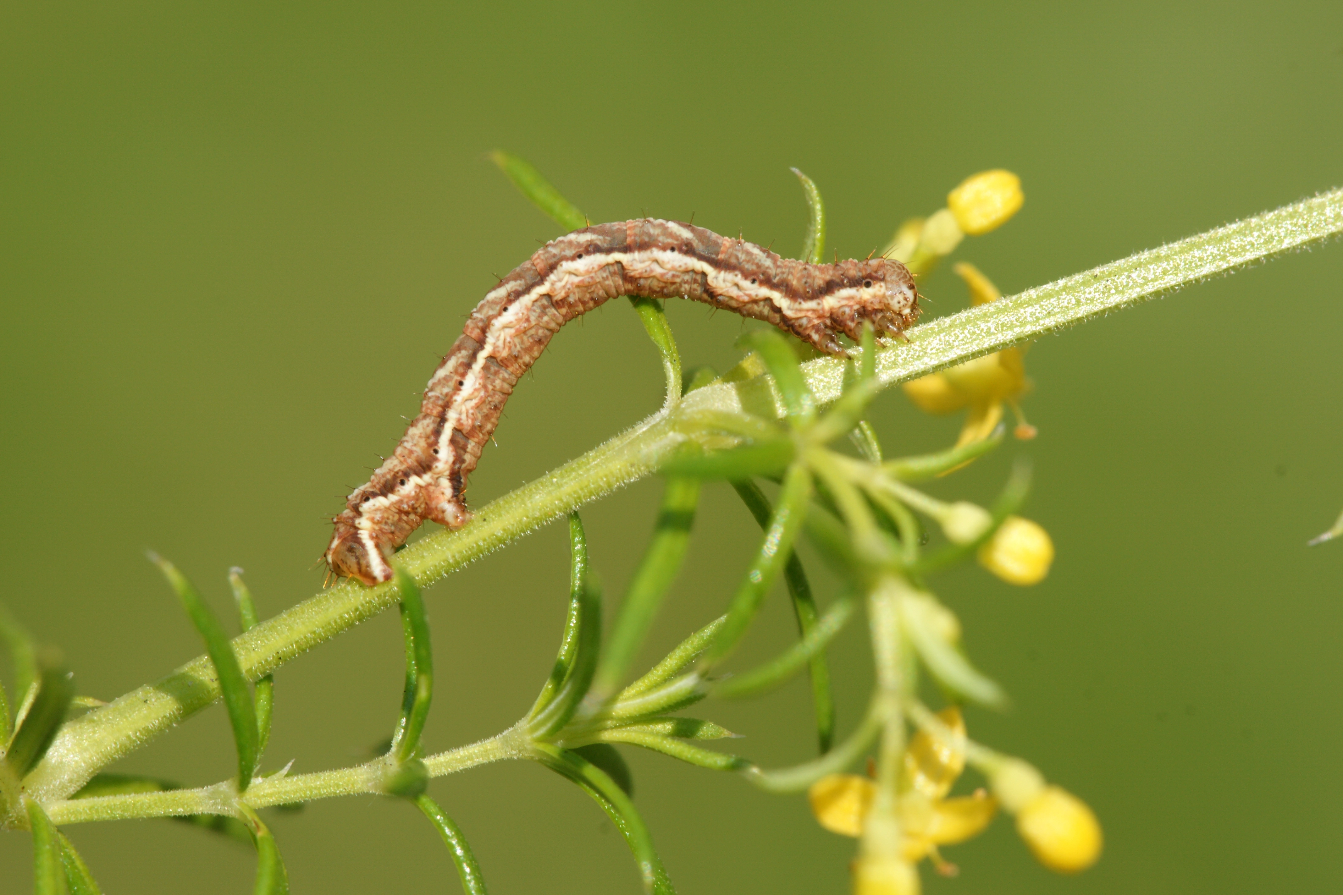 JV_10190711_Cosmorhoe_ocellata.jpg