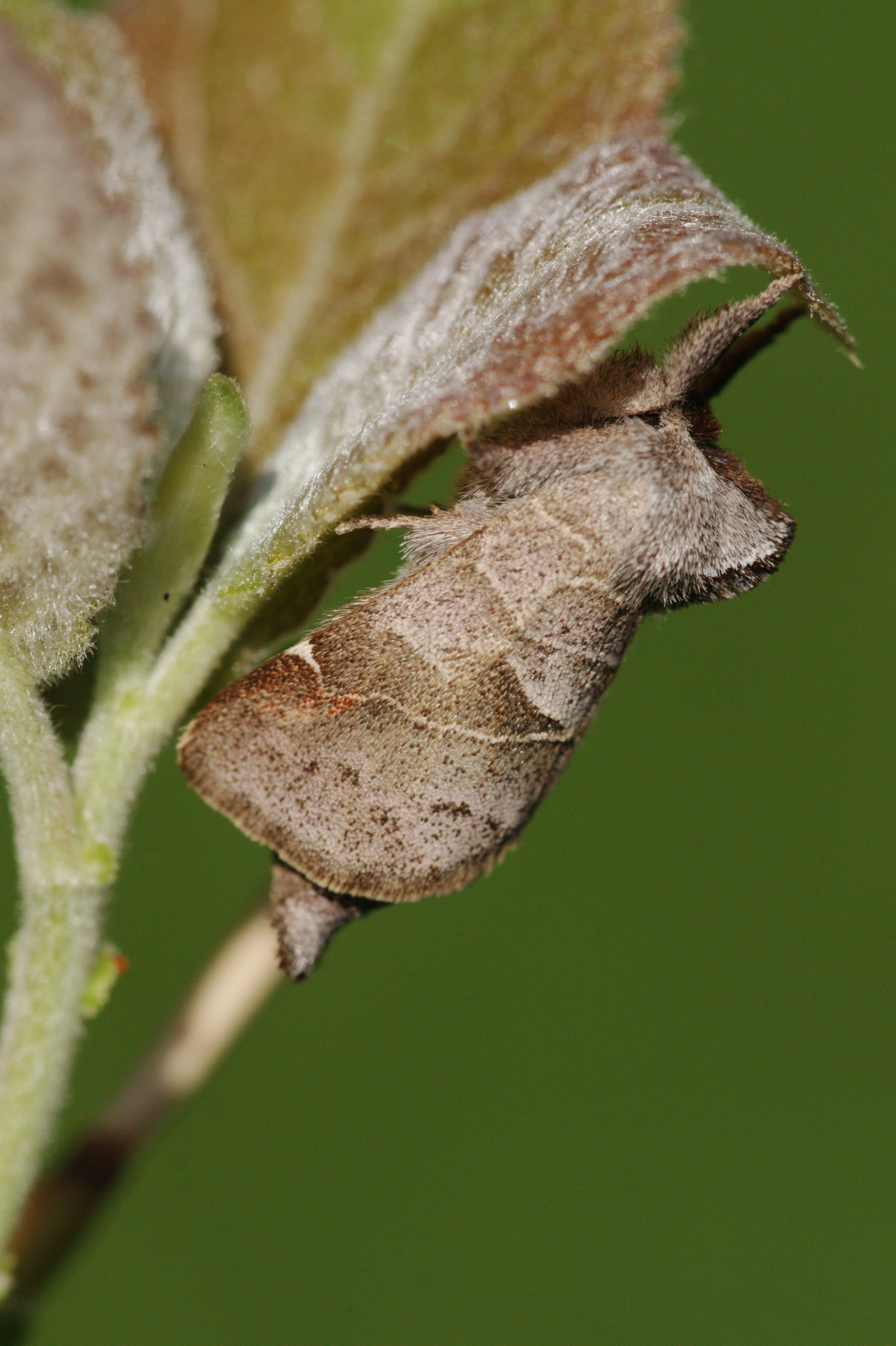 JV_10190906_Clostera_pigra1.jpg