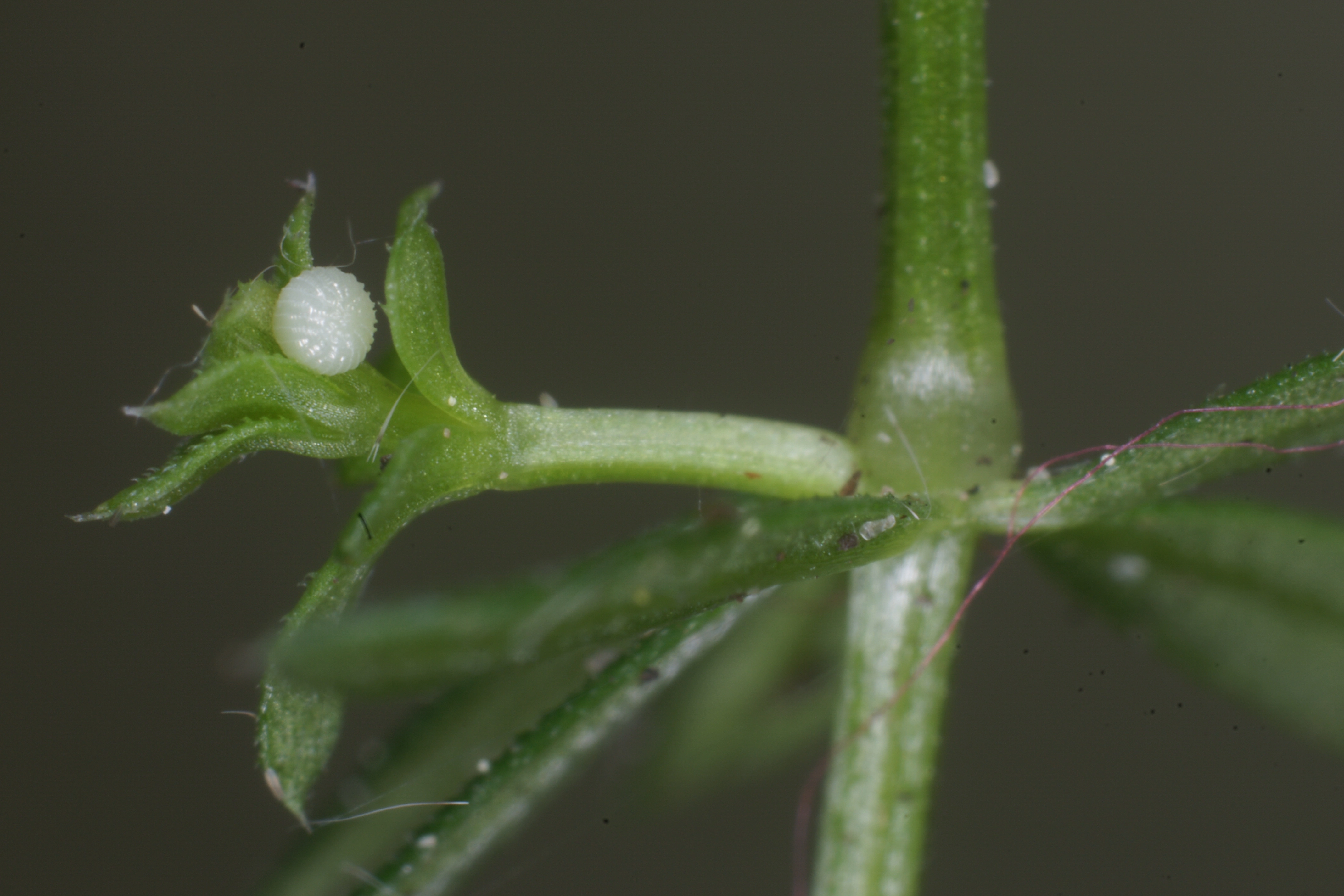JV_10190924_Eugnorisma_glareosa.jpg