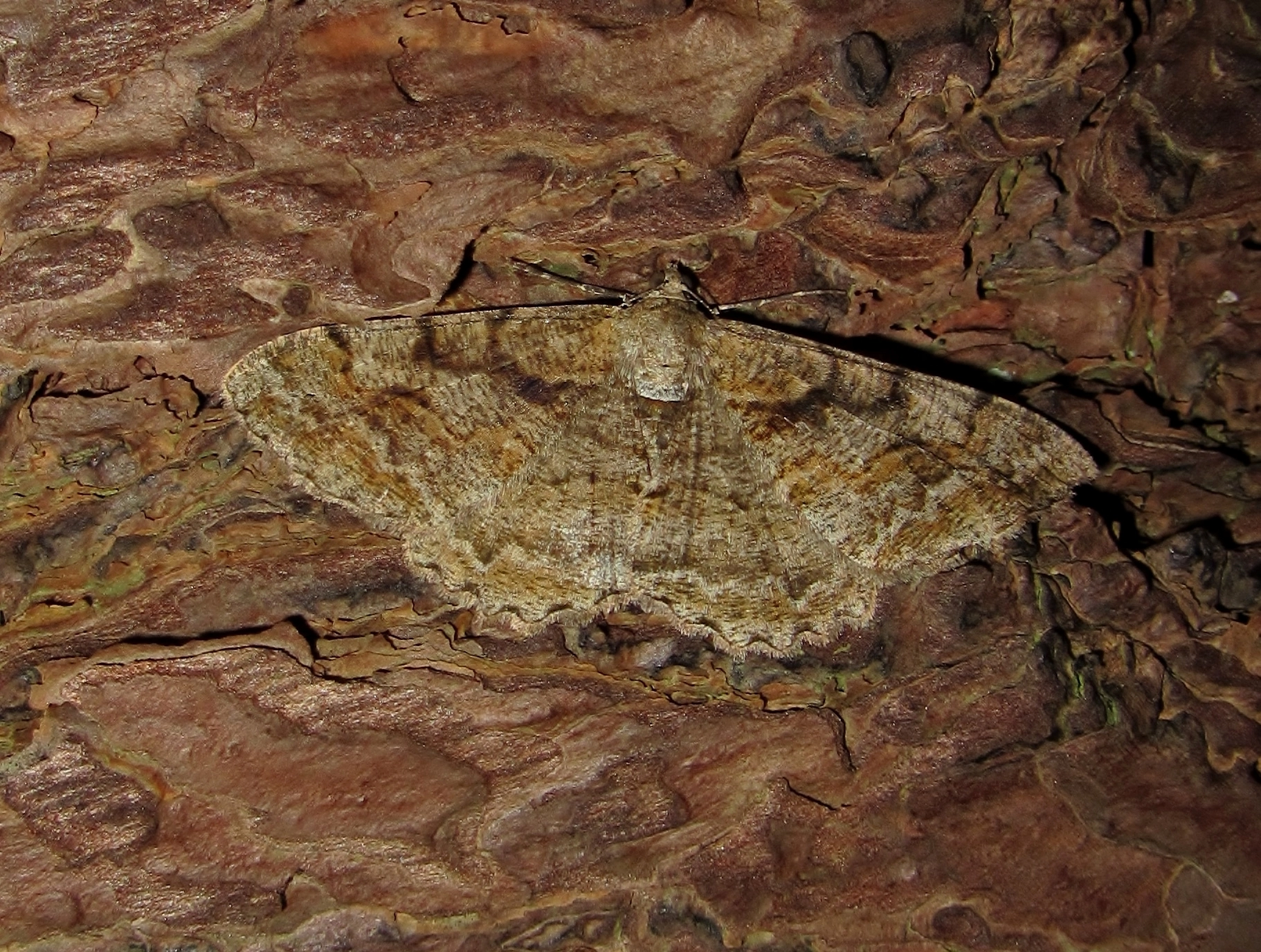 Alcirepa_52938_.jpg