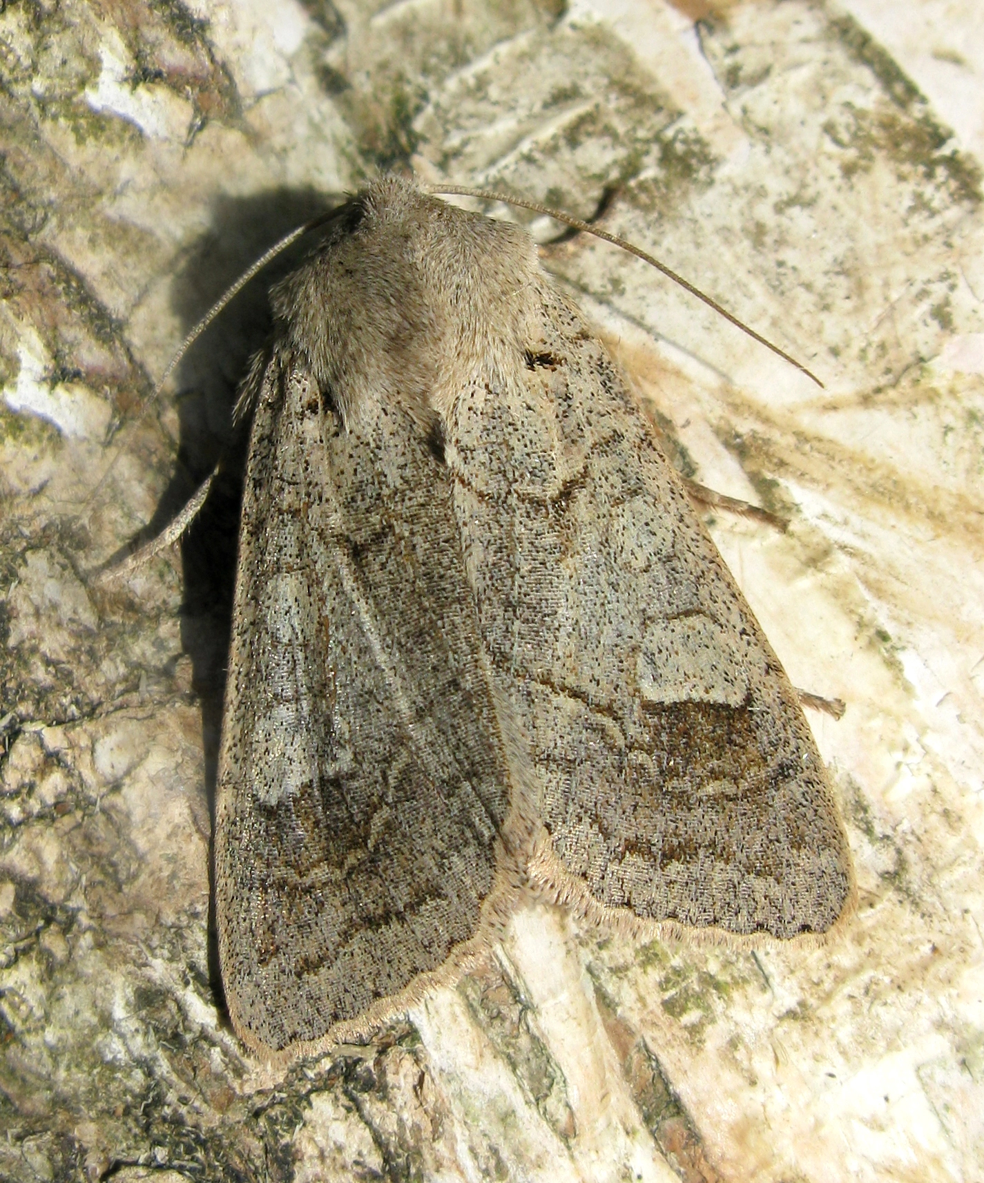 Ammocaec_41516_.jpg
