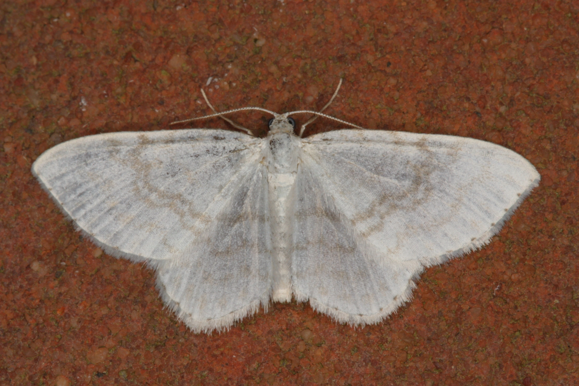 Asthalbu_46633_.jpg