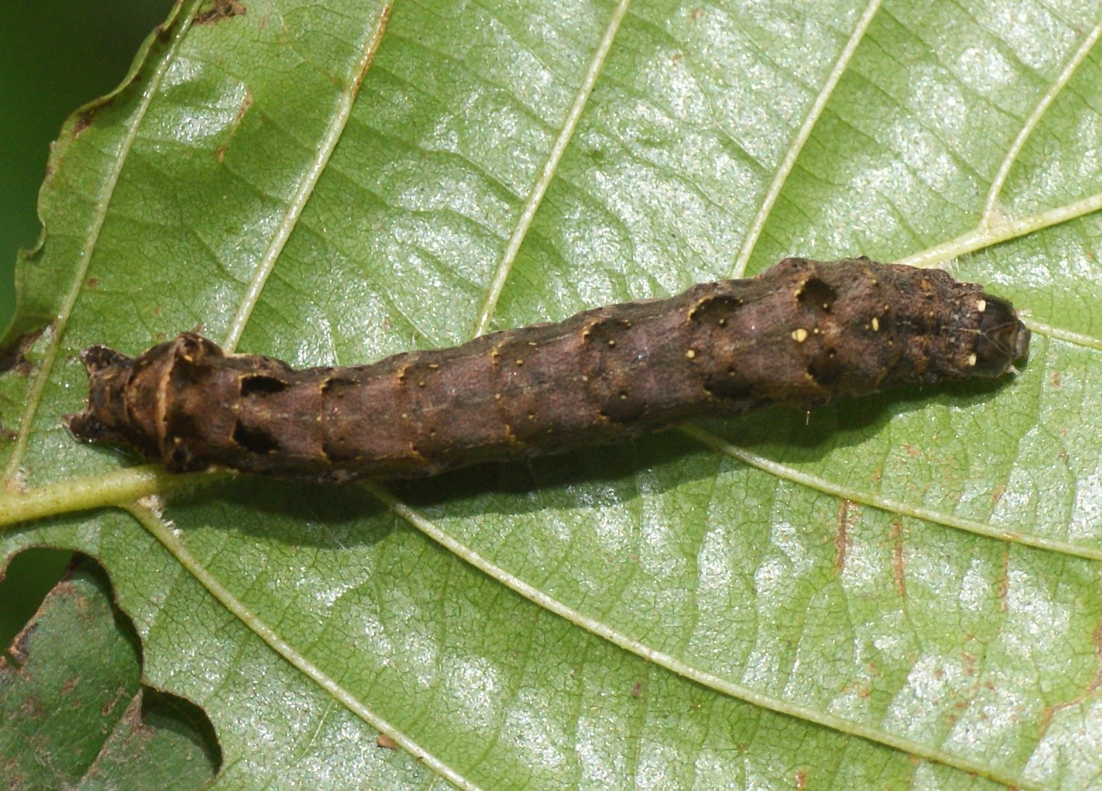 Axylputr_41226_.jpg