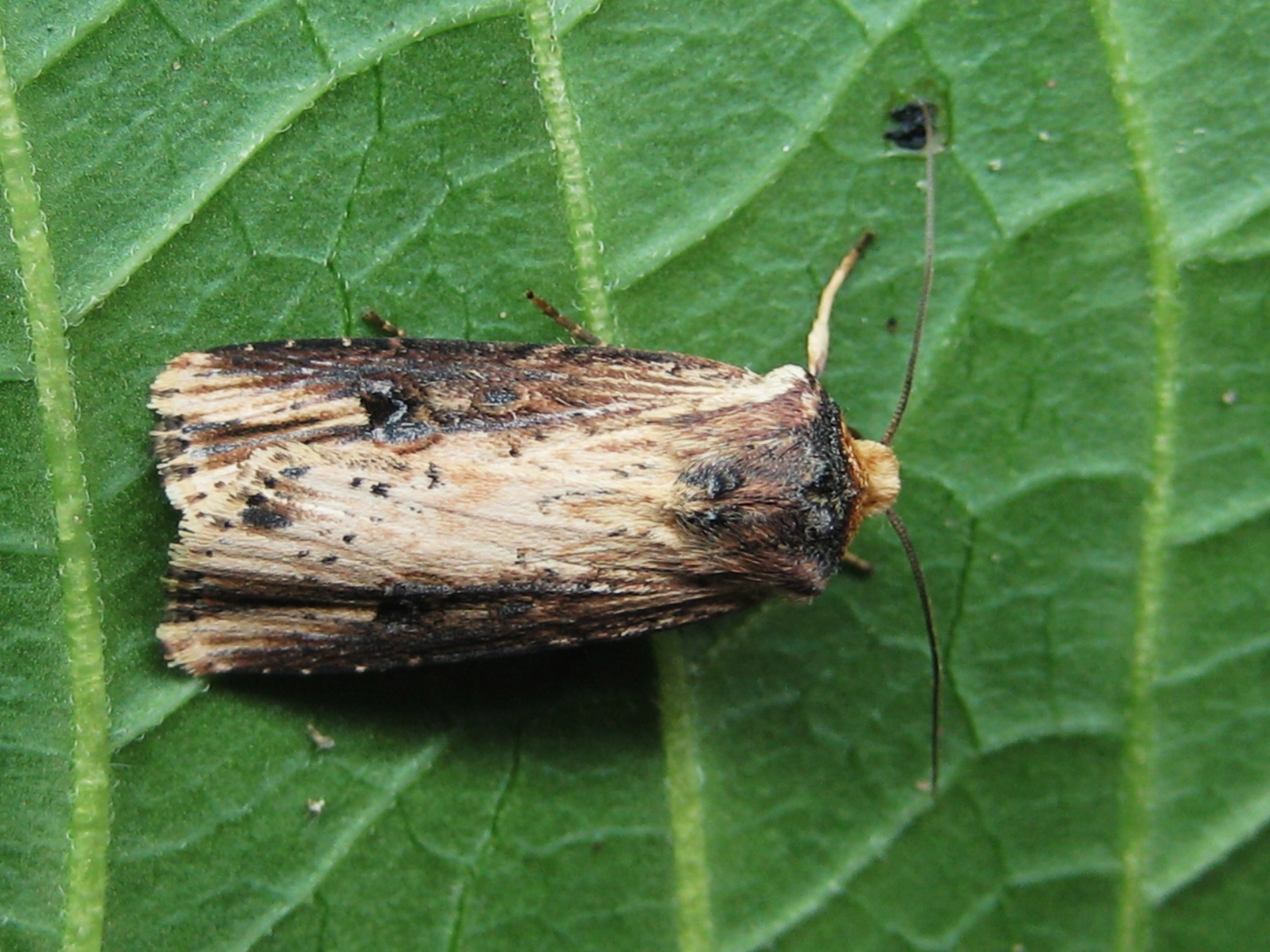 Axylputr_52946_.jpg