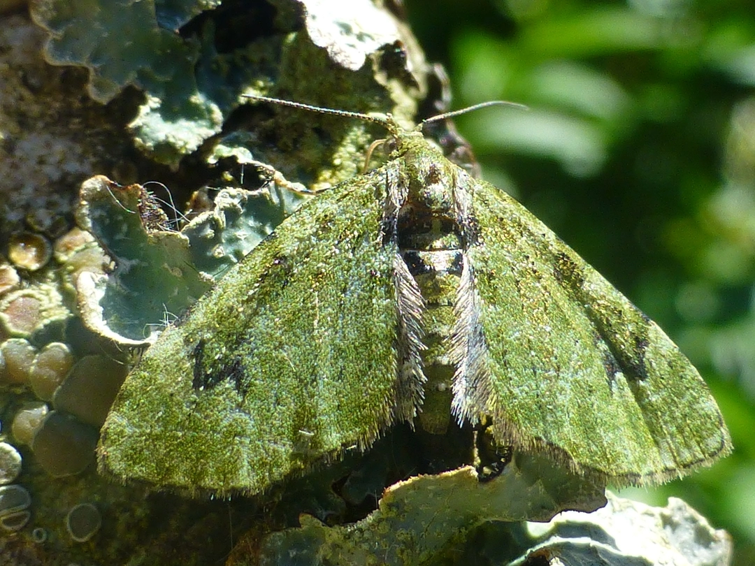 Chlovata_54434_.jpg