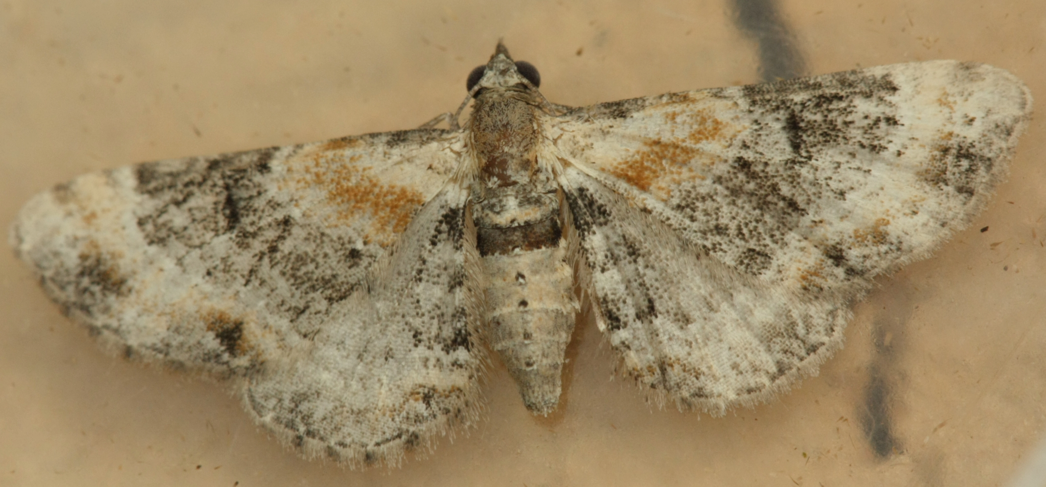 Eupilina_41445_.jpg