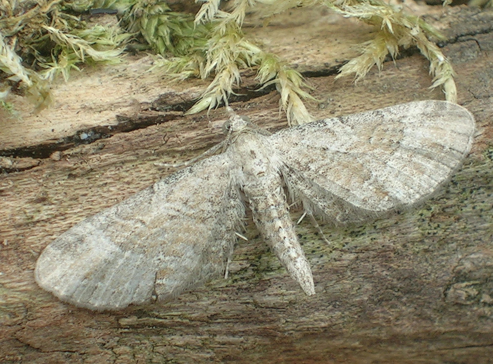 Eupisimp_13442_.jpg