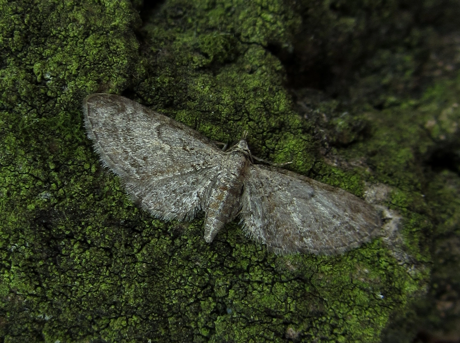 Eupitenu_51605_.jpg