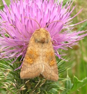Amphfuco_40631_crop.jpg