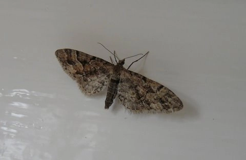 Eupilanc_33058_.jpg