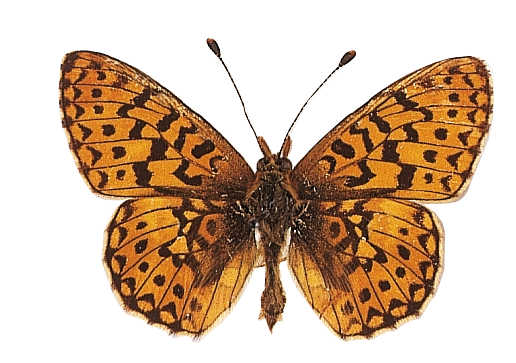 103euphrosyne mB.png