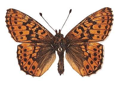 105aquilonaris mB.png