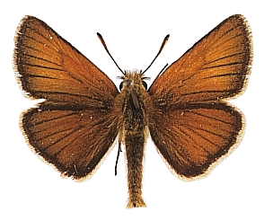15lineola mB.png