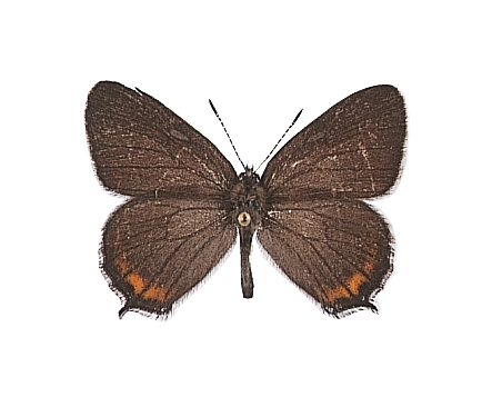 49pruni mB.png