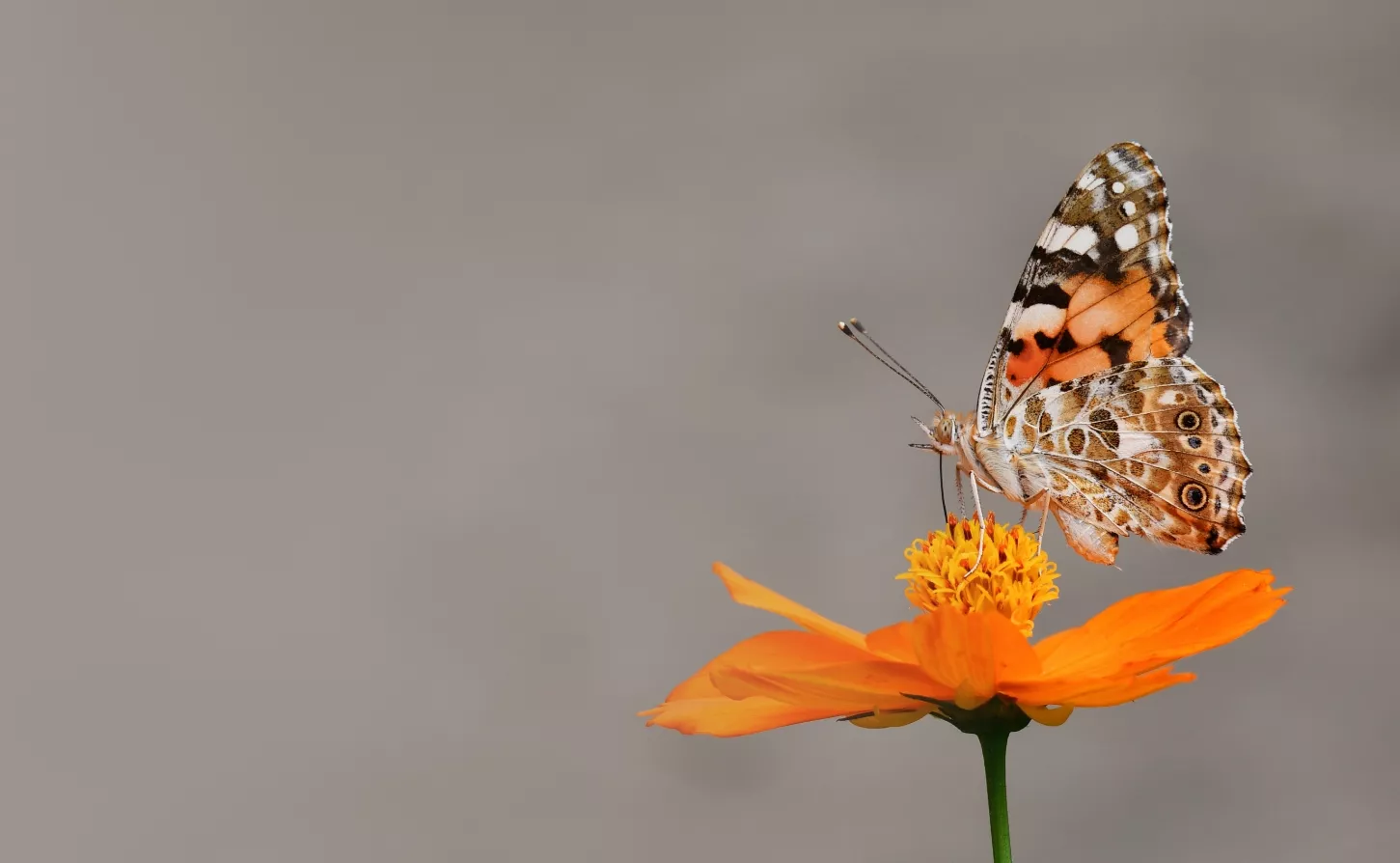 LANDELIJKE VLINDERDAG: 1 MAART Kom naar Wageningen of kijk mee vanuit huis!